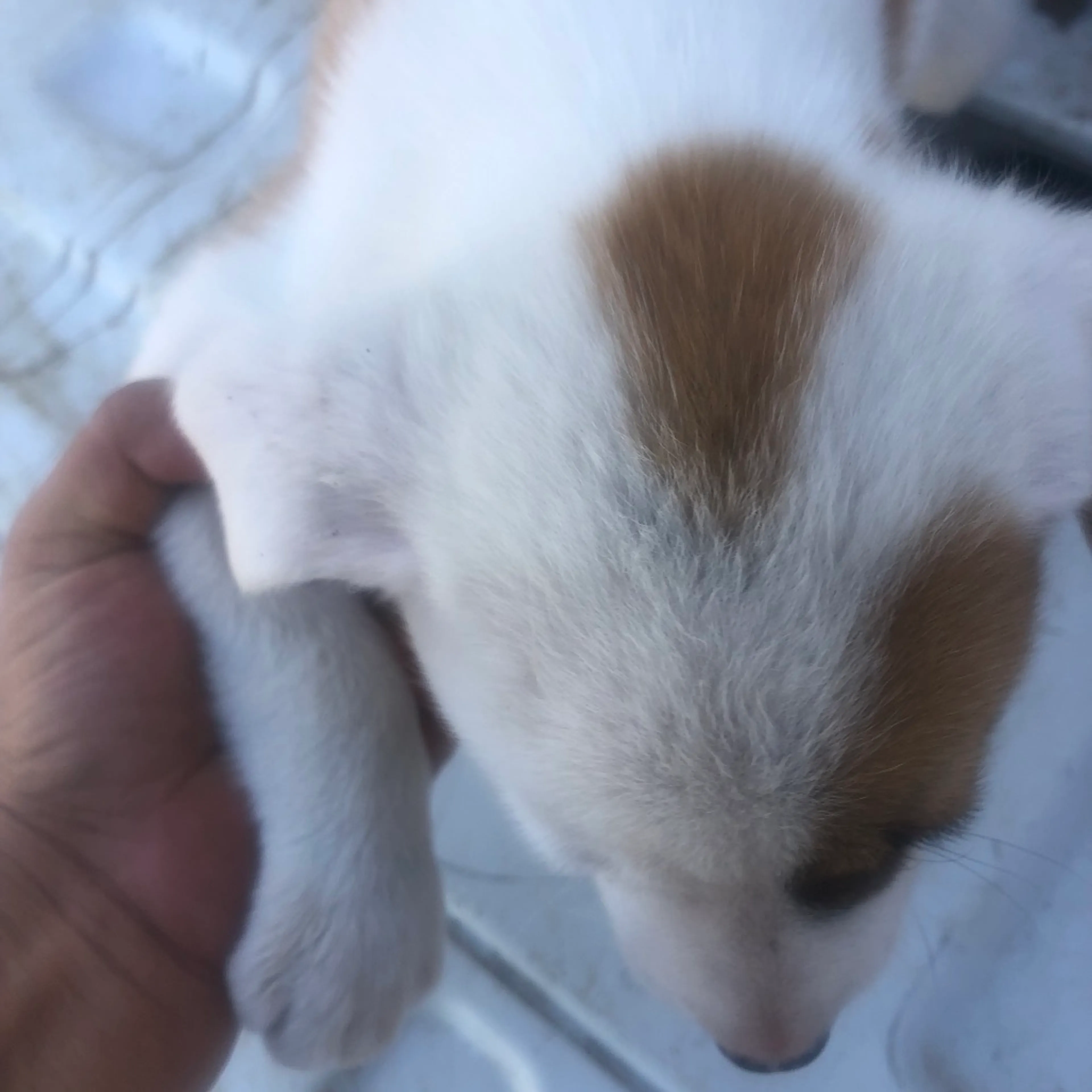 Found pet