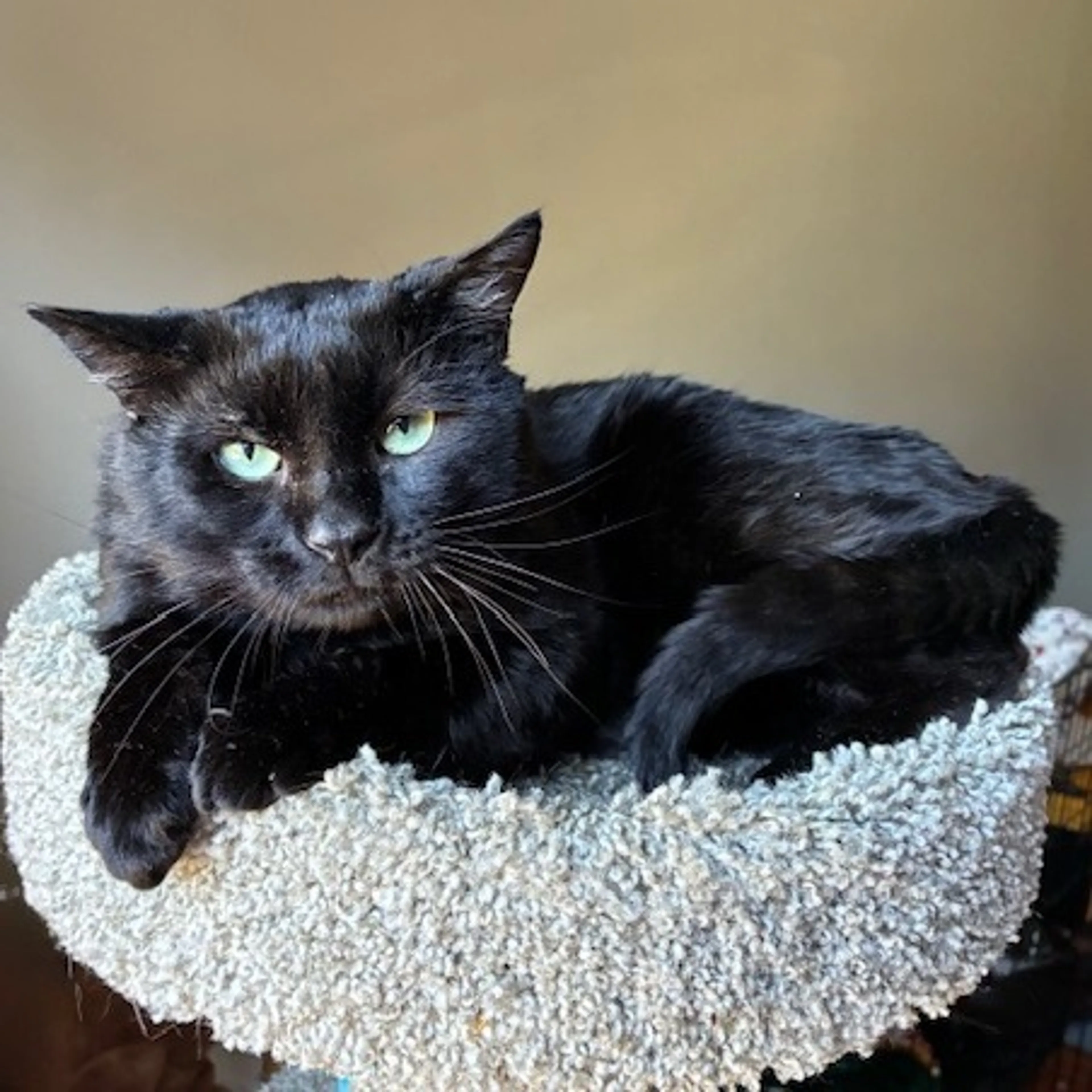 Found pet-2