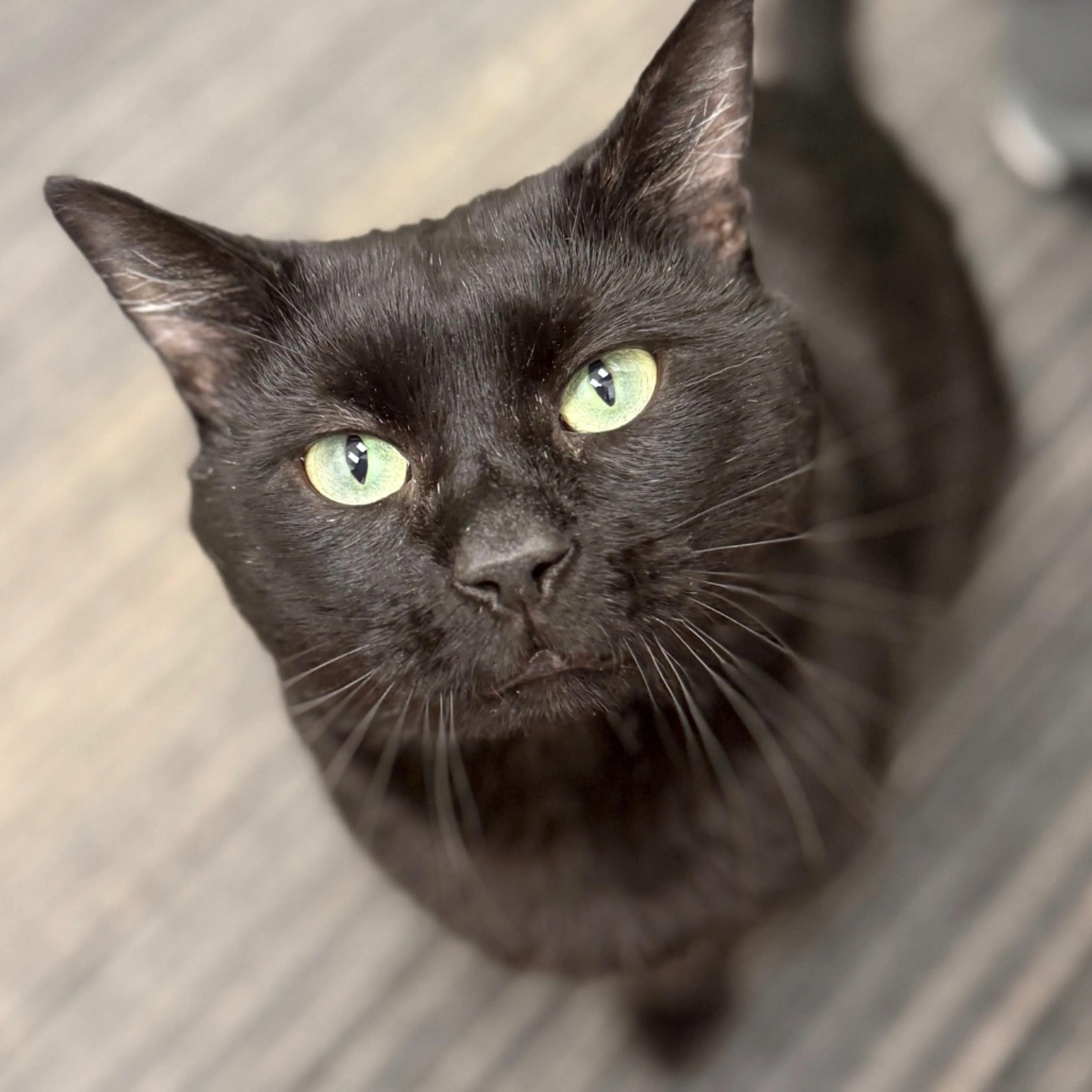 Found pet-4