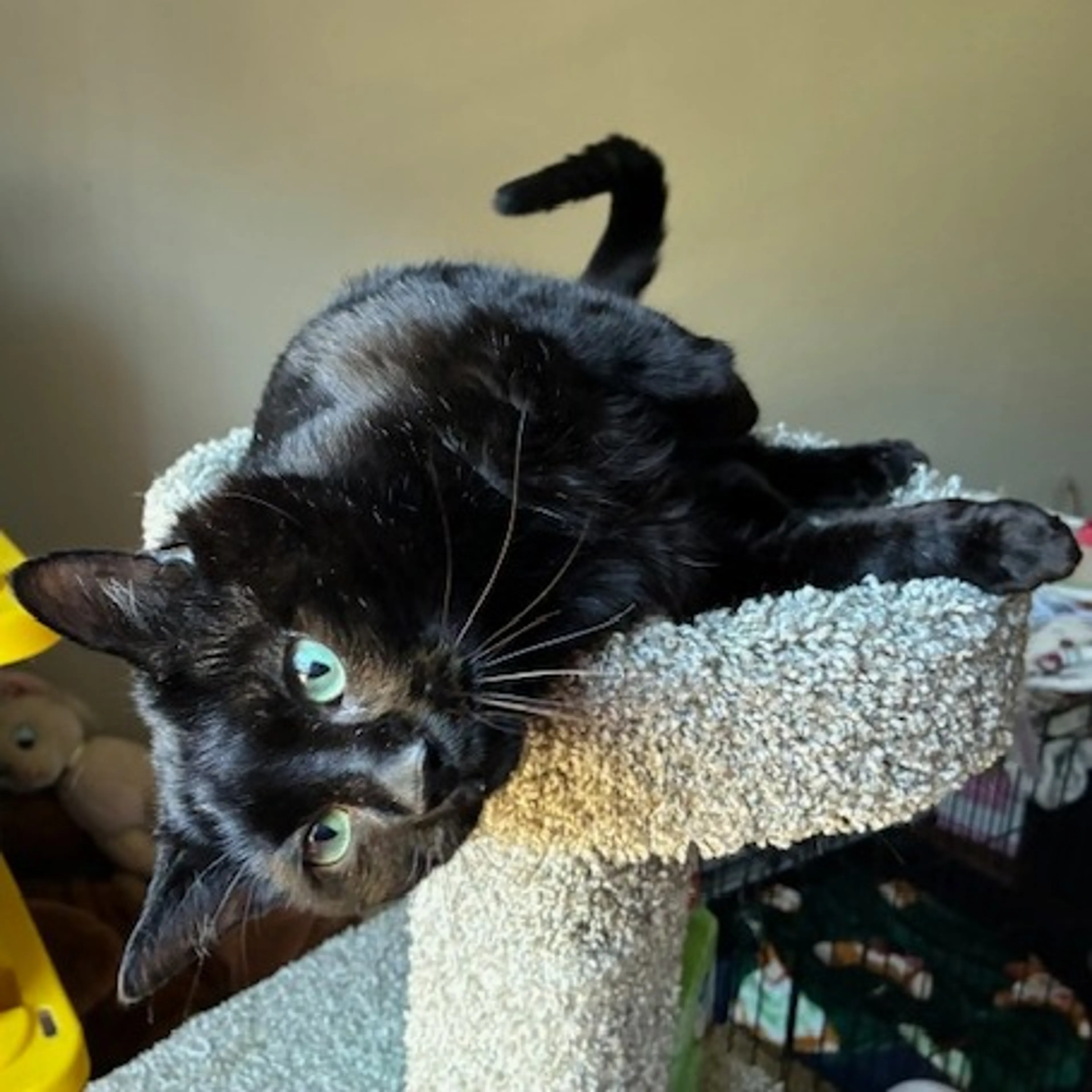 Found pet-1