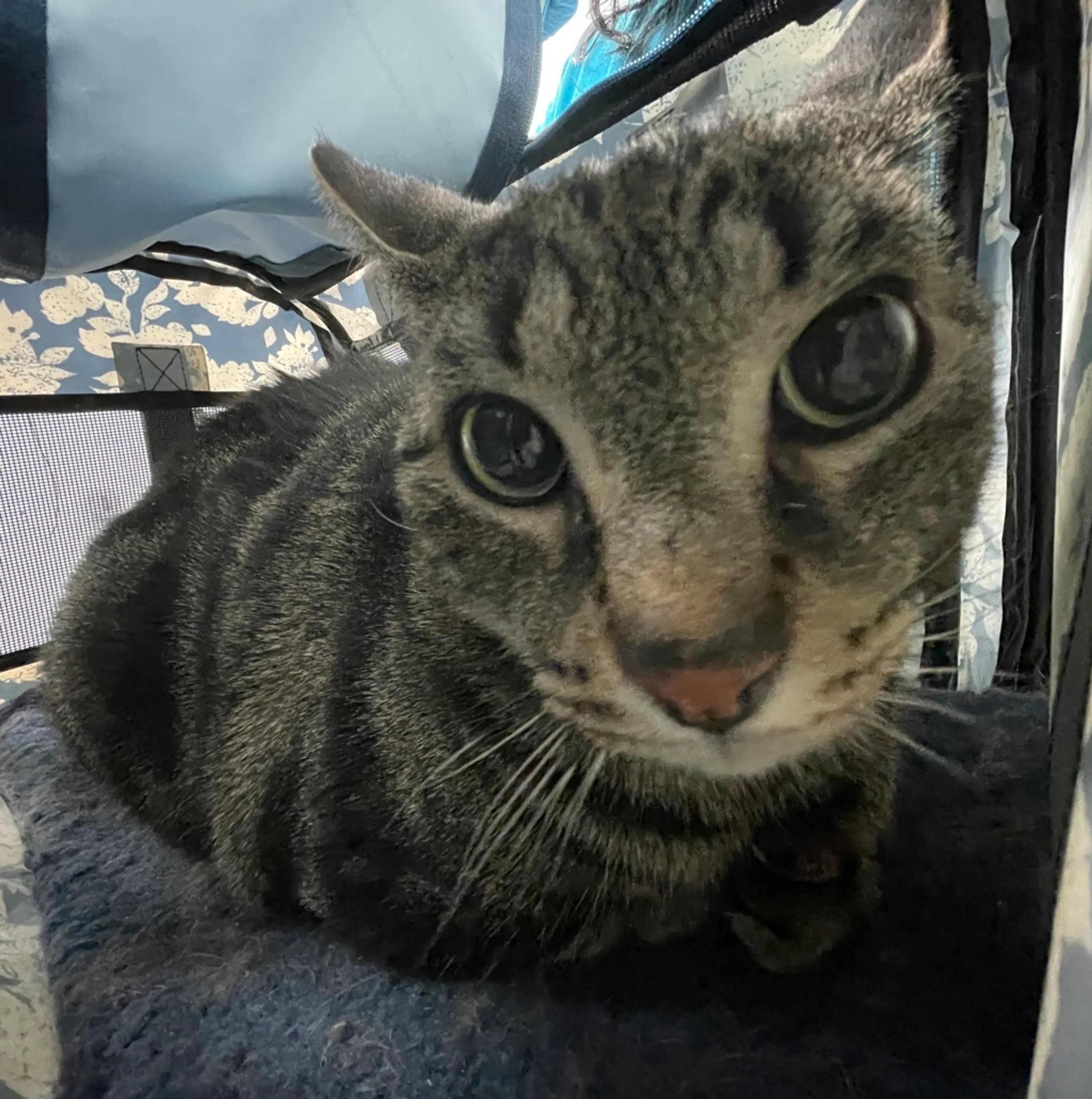 Found pet
