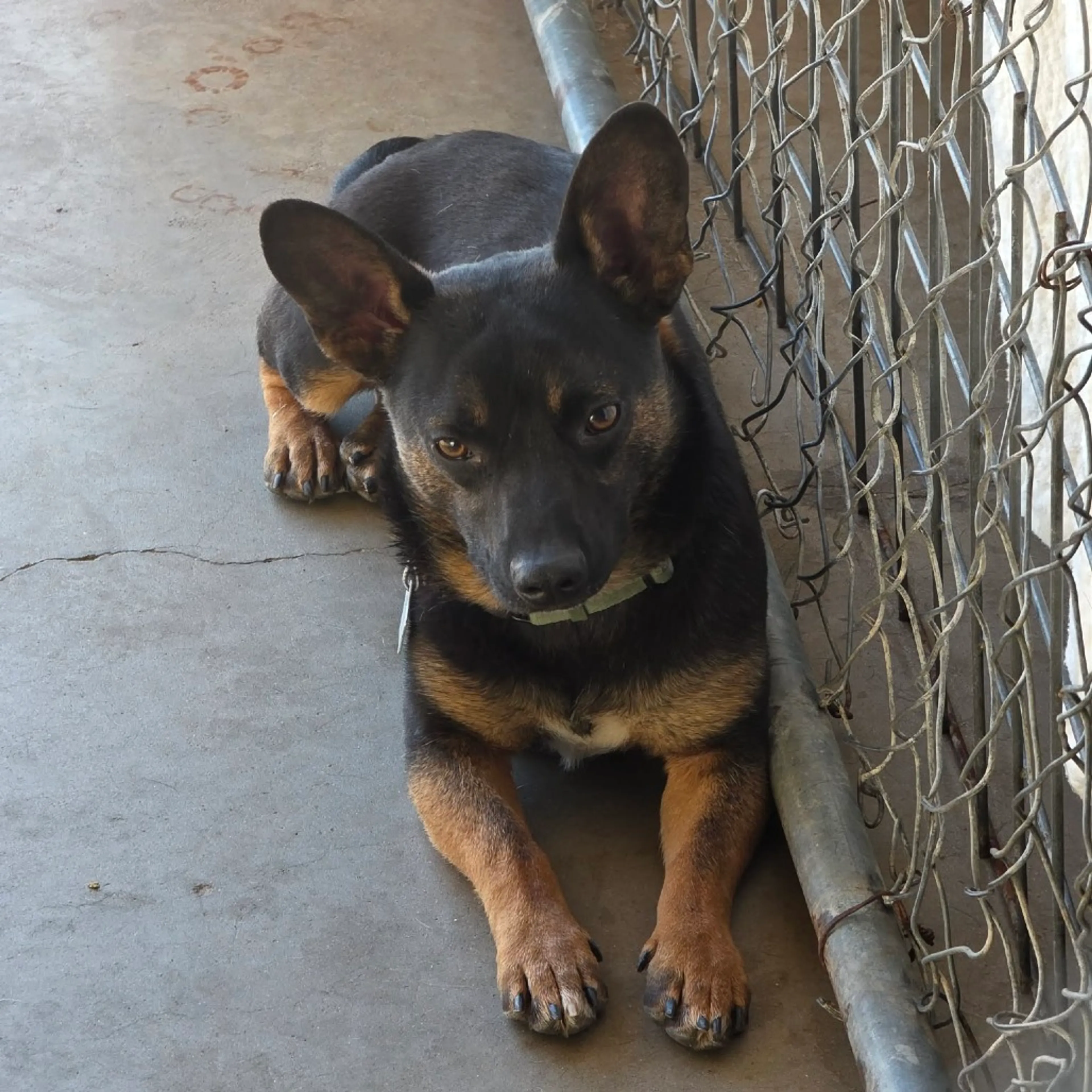 Found pet-38