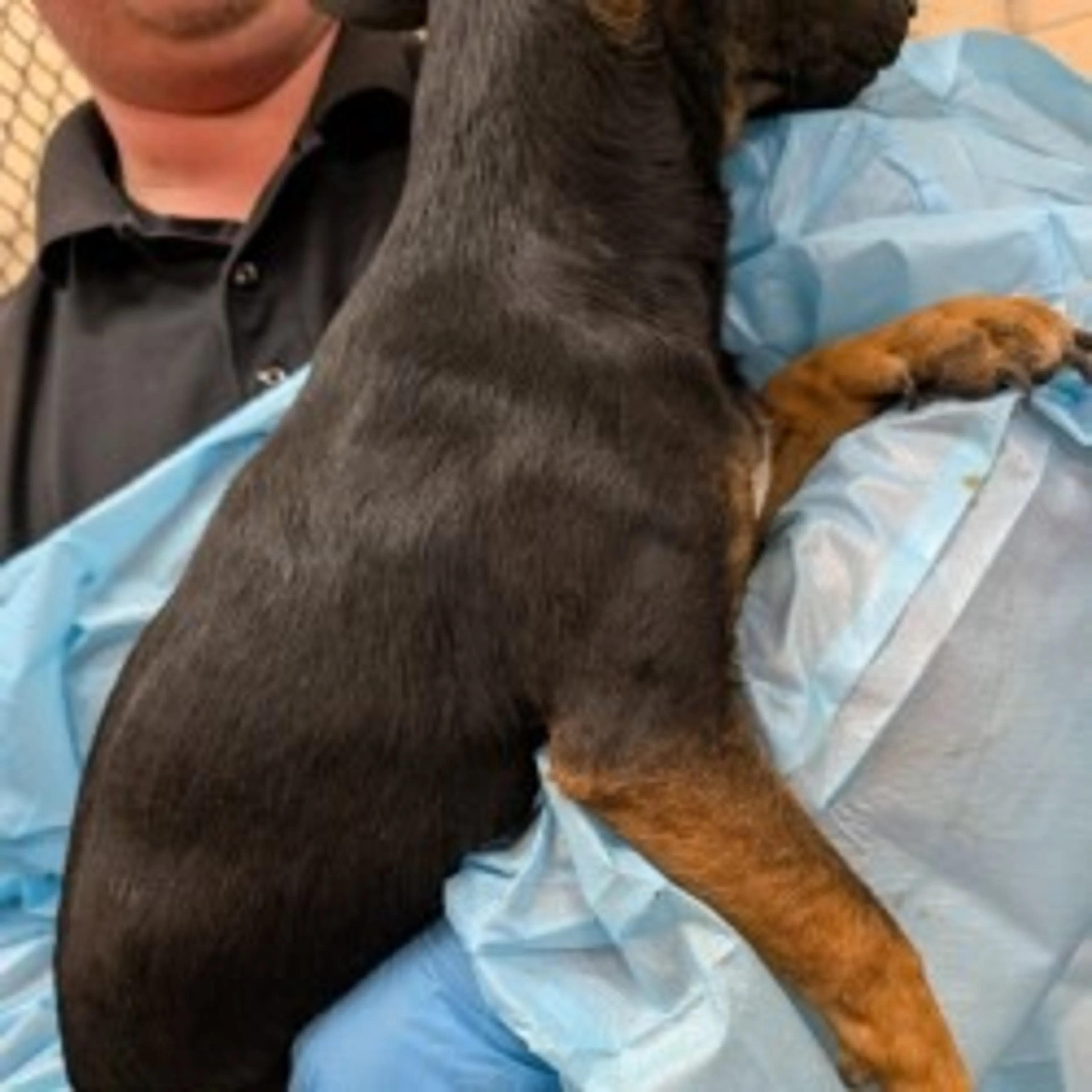 Found pet-8