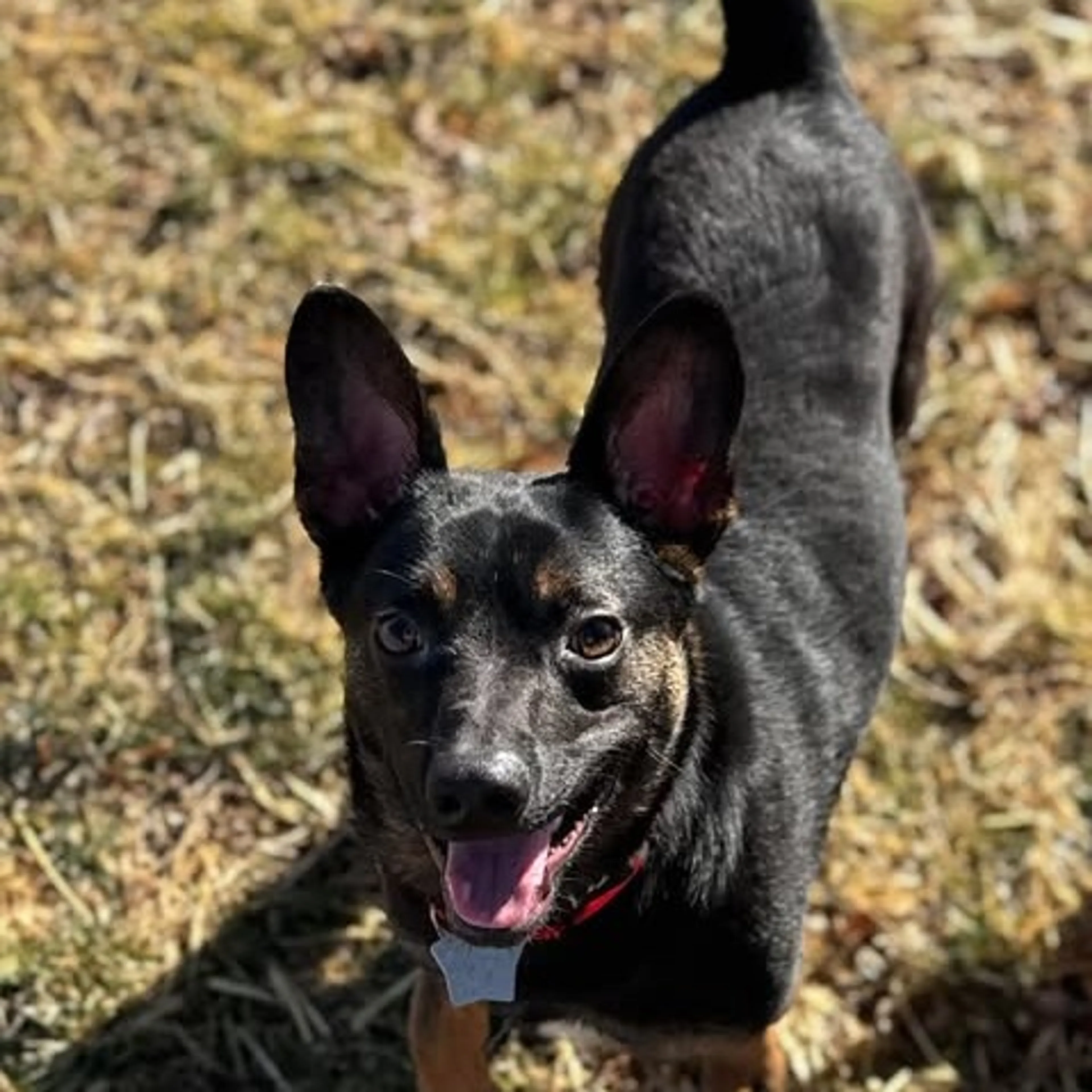 Found pet-18