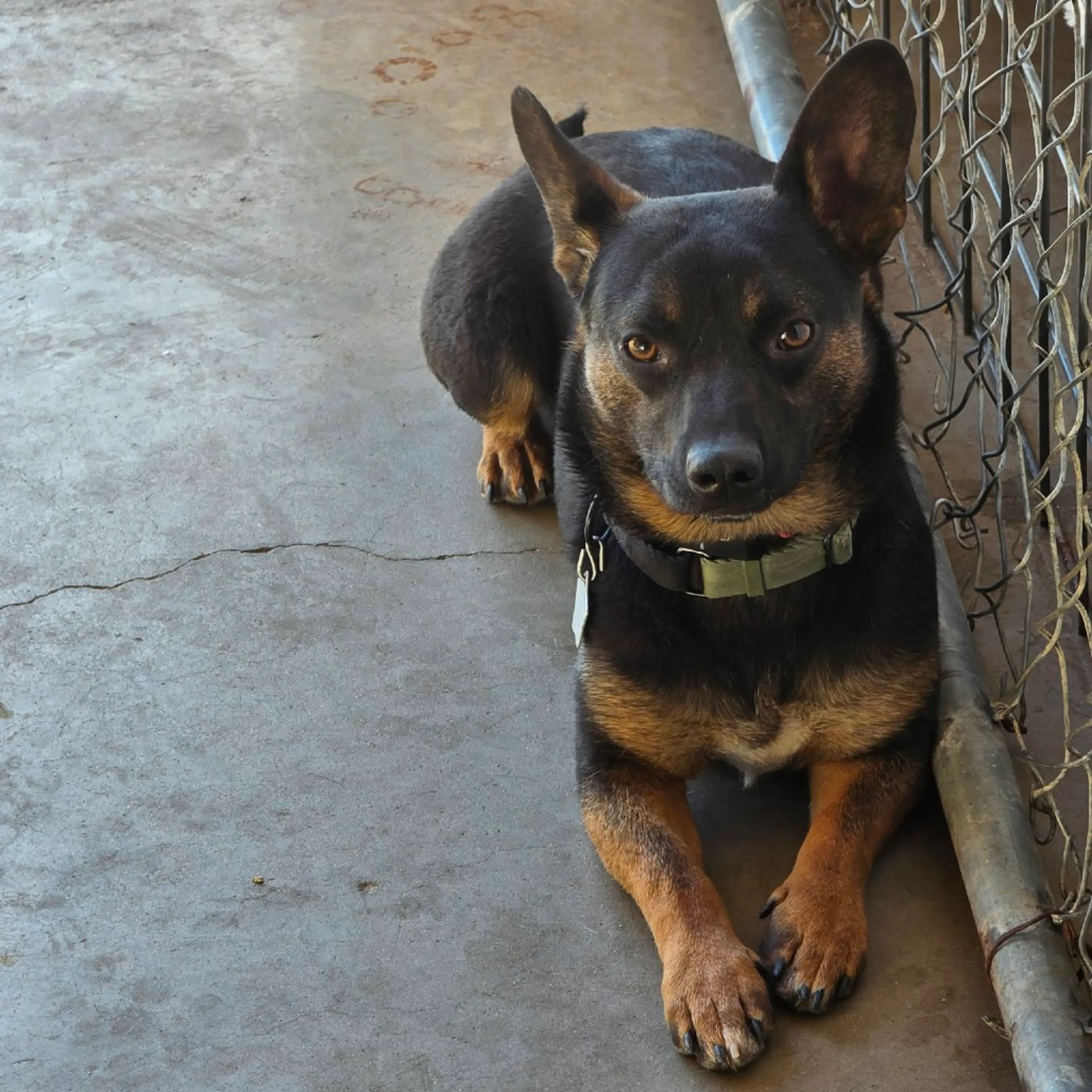 Found pet-37