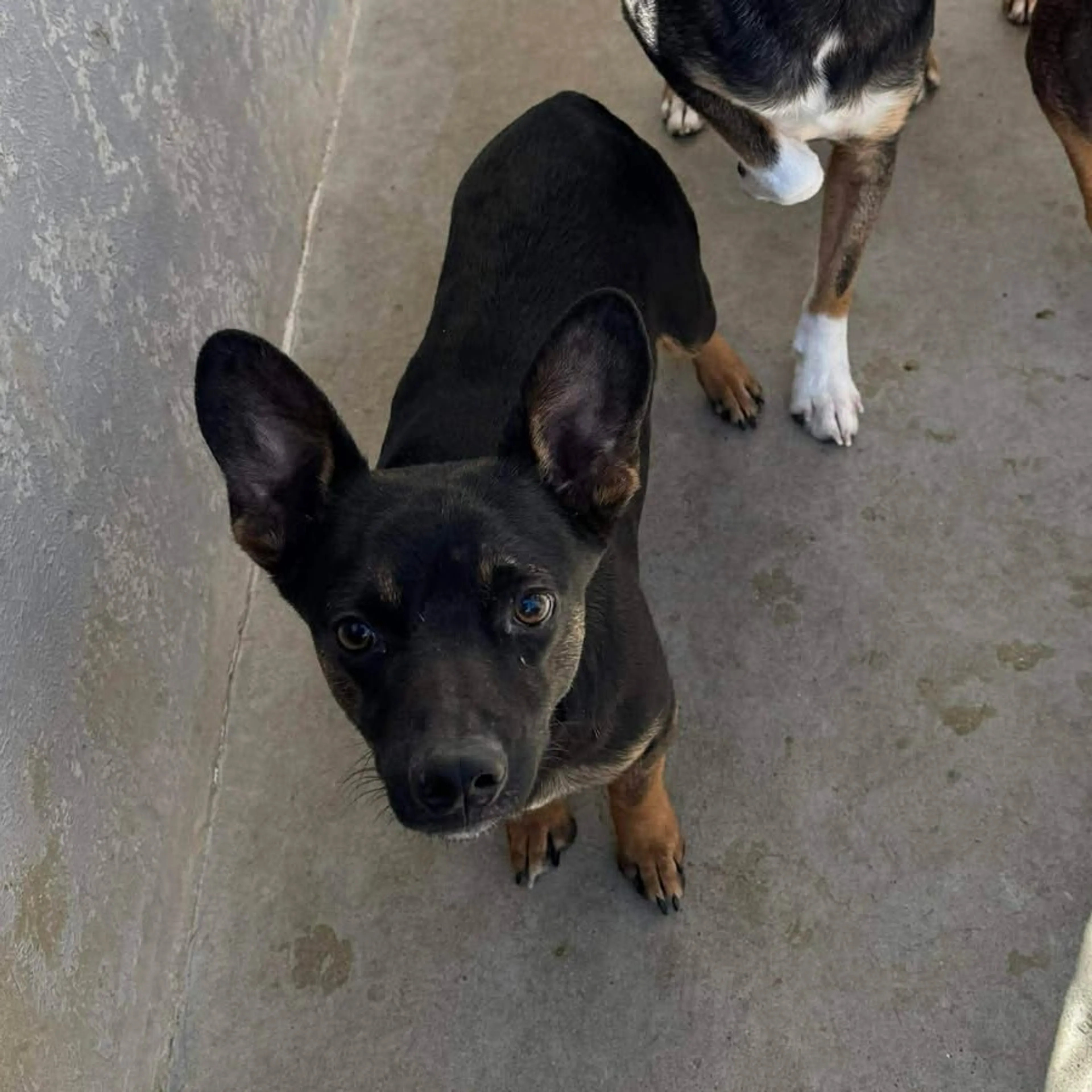 Found pet-9