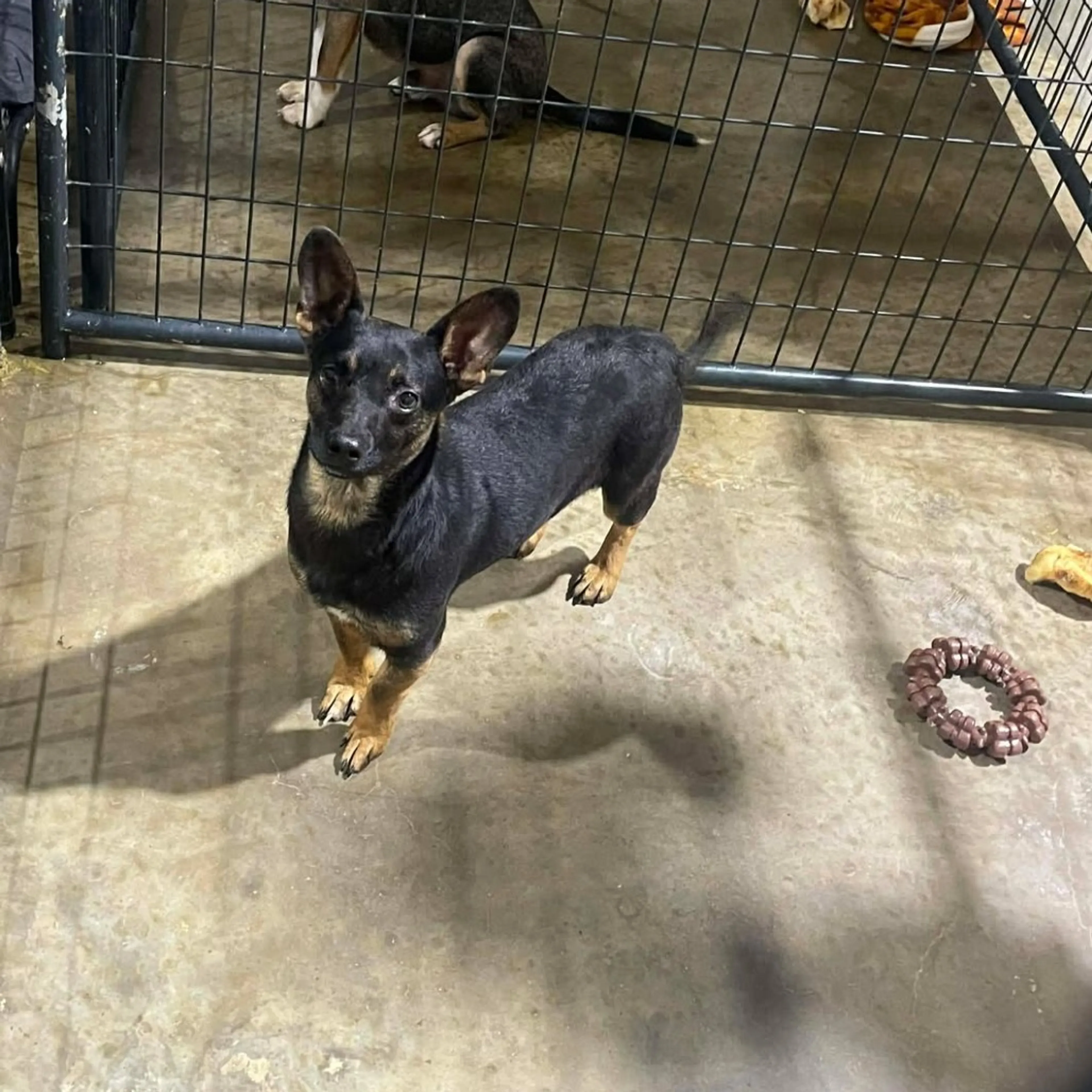 Found pet-17