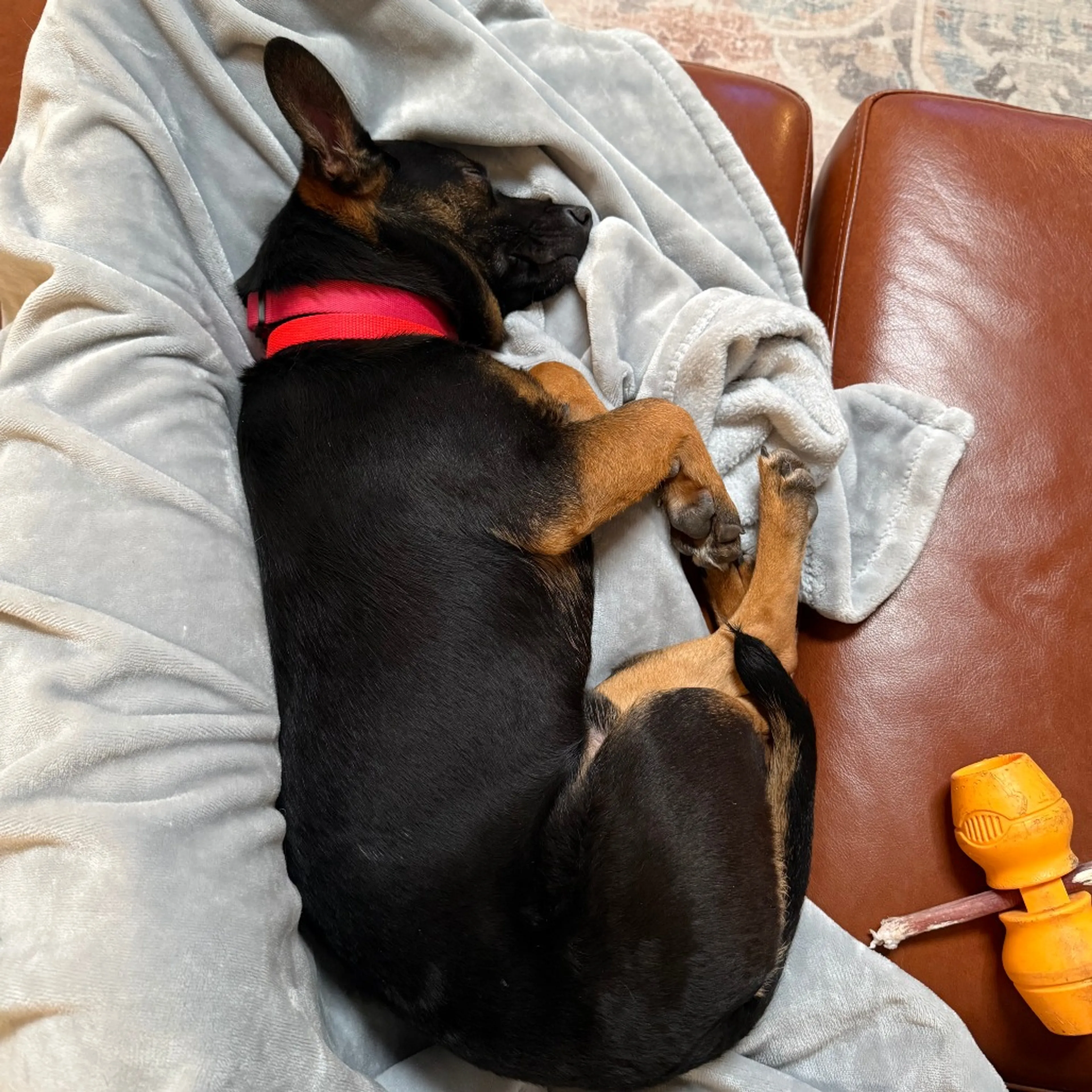 Found pet-25