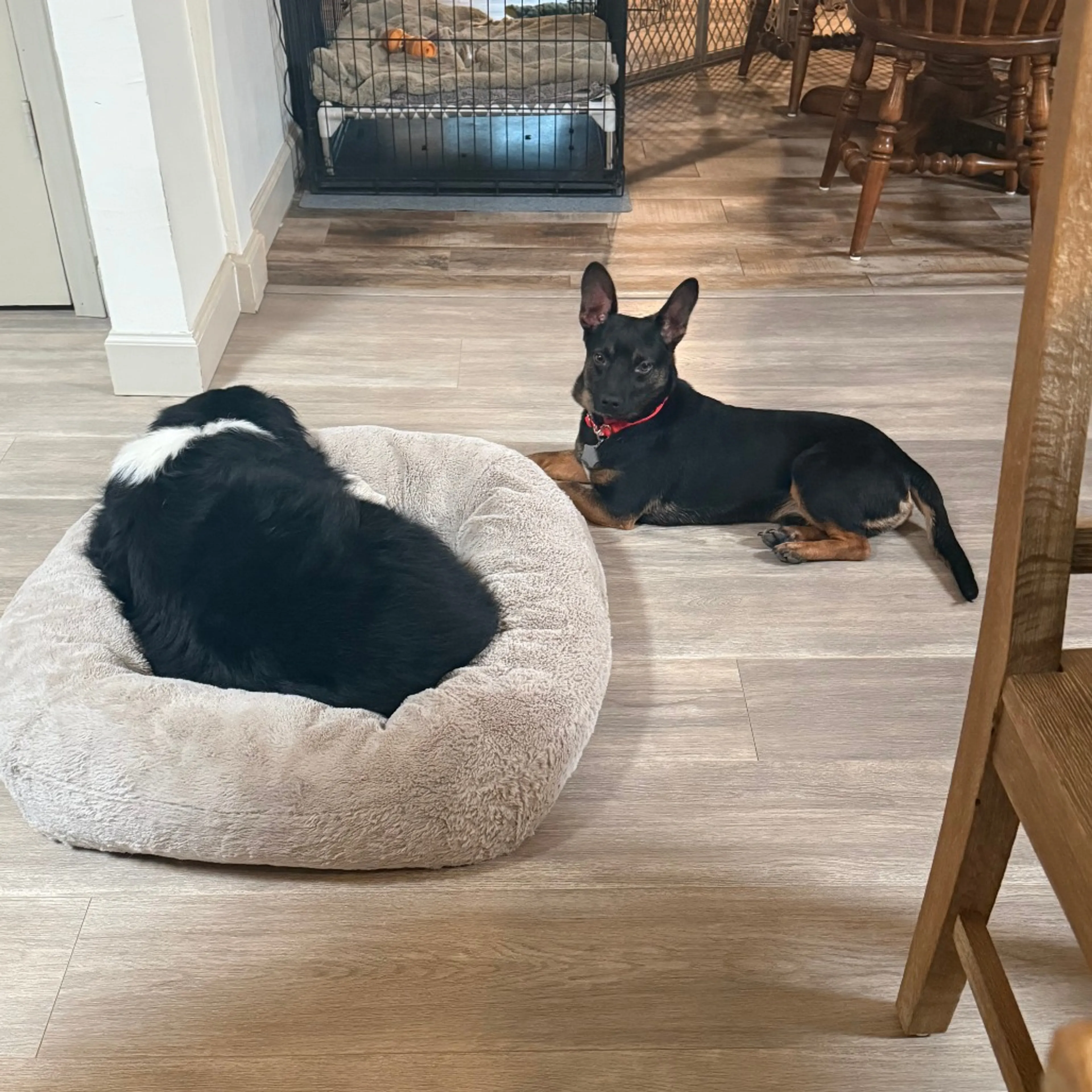Found pet-23