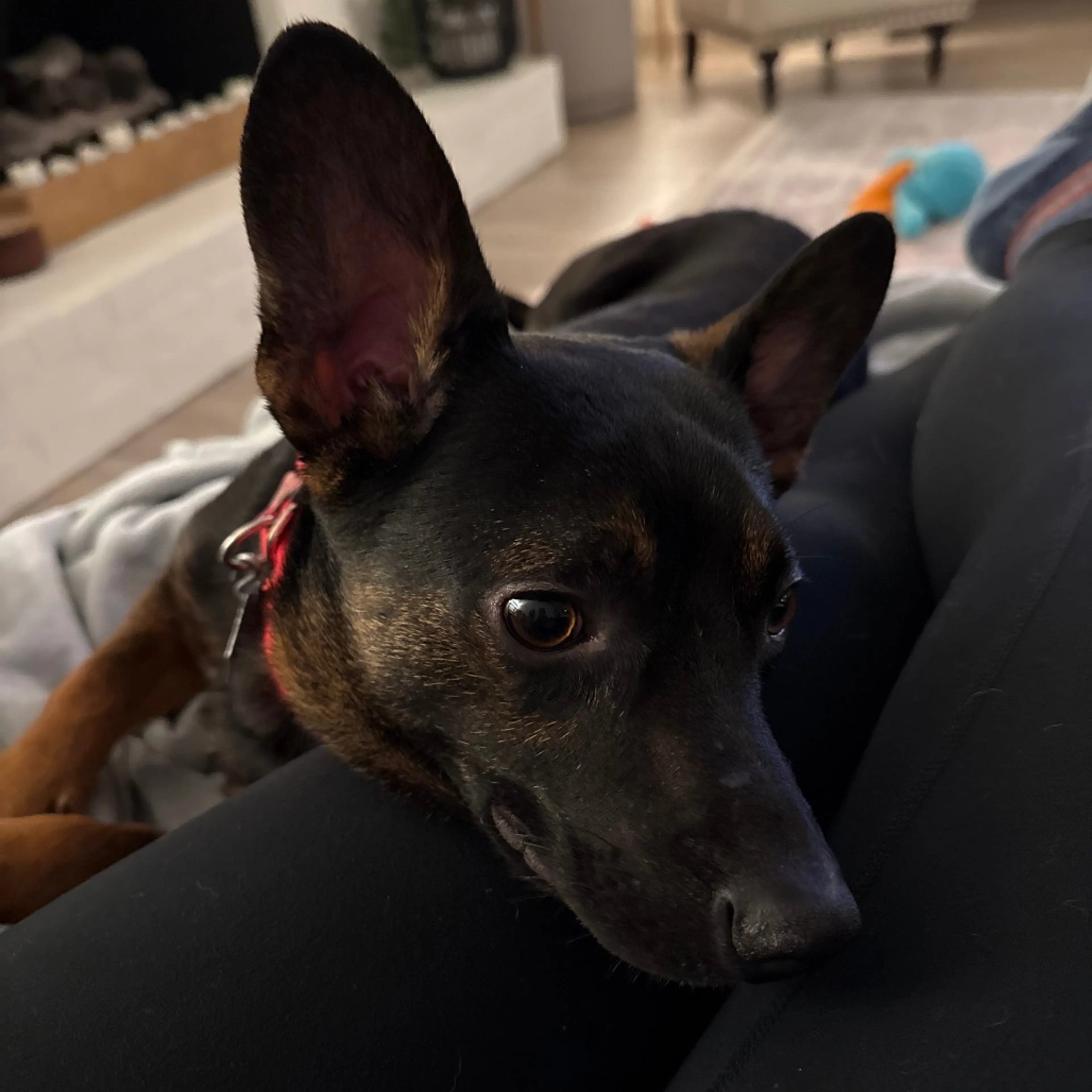 Found pet-24