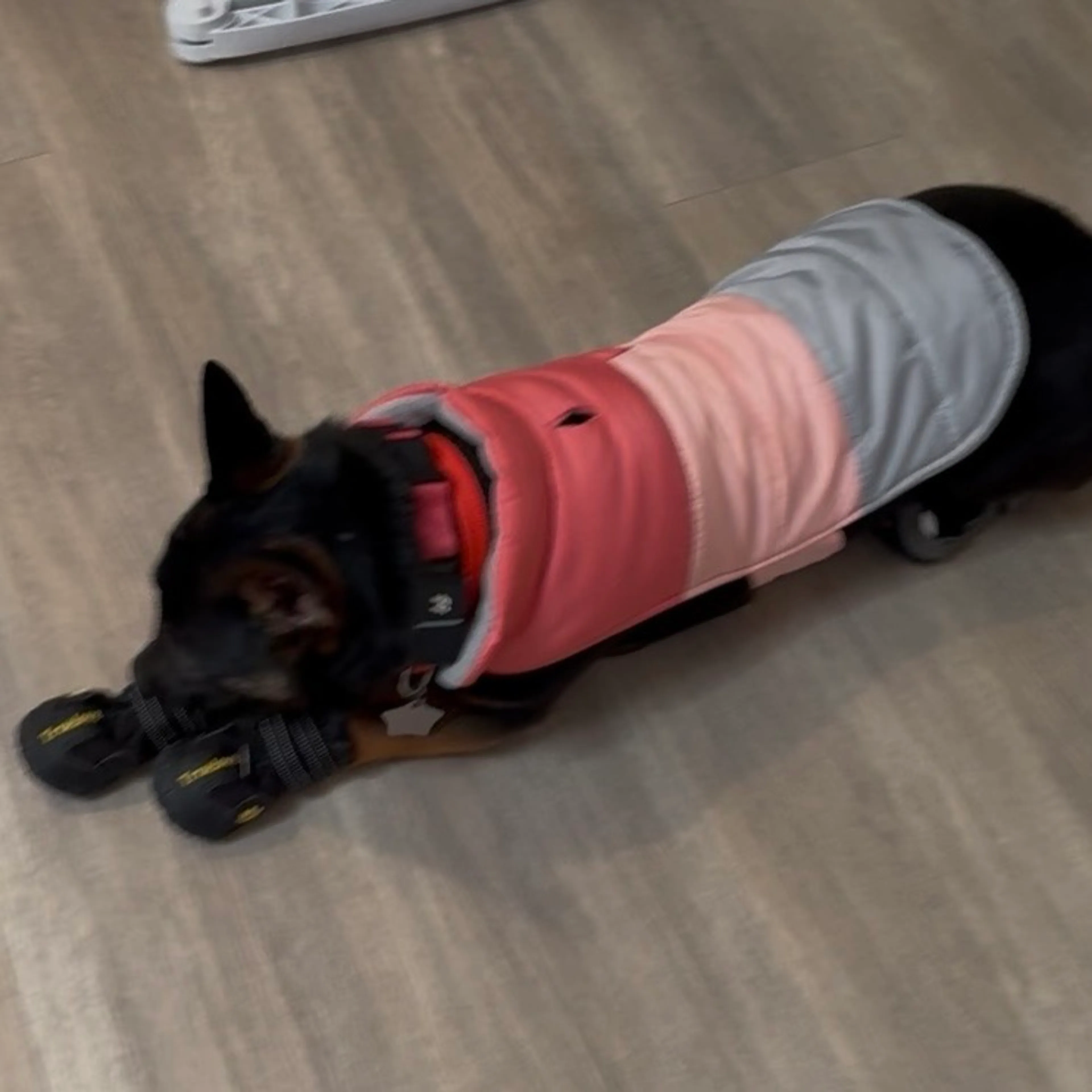 Found pet-19