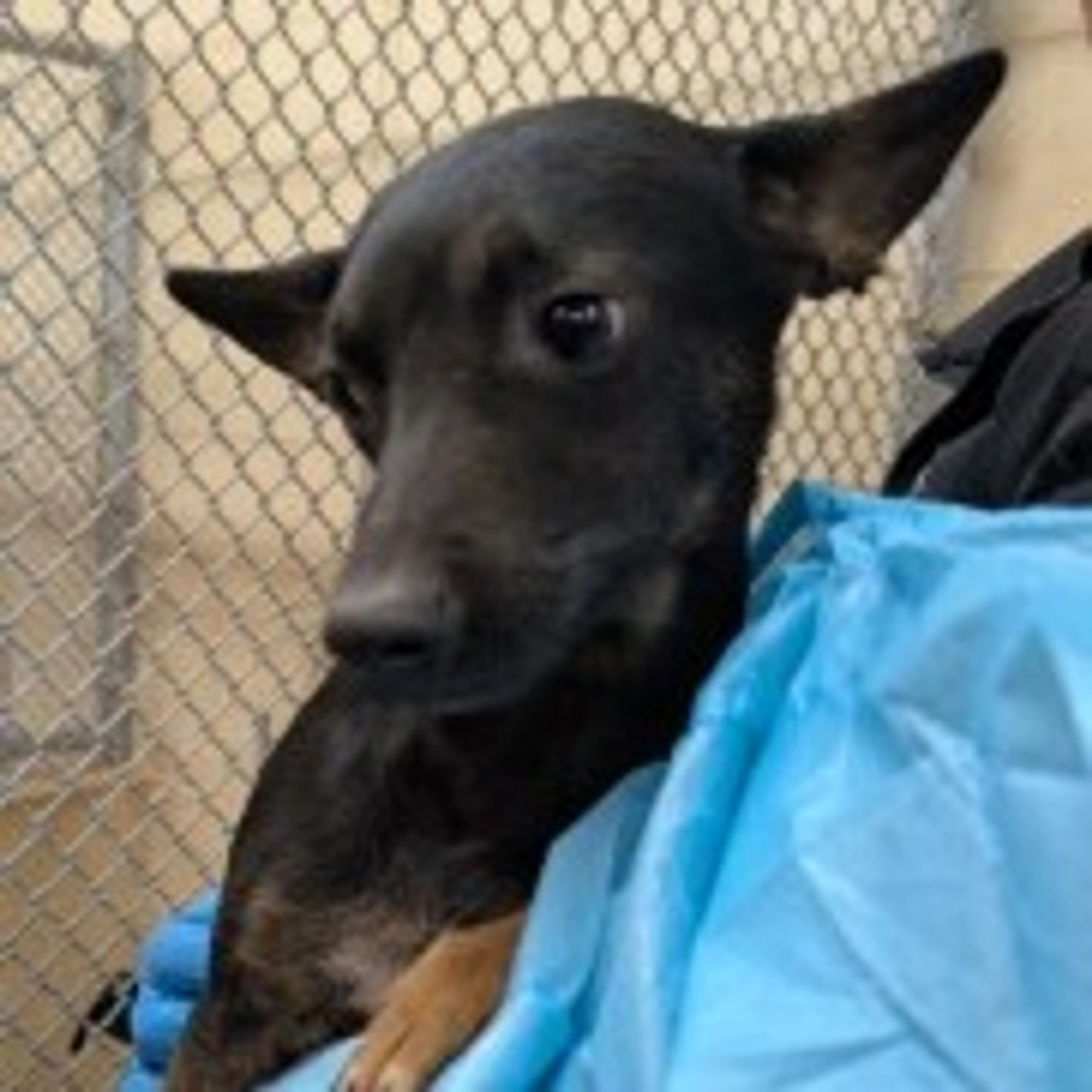 Found pet-7