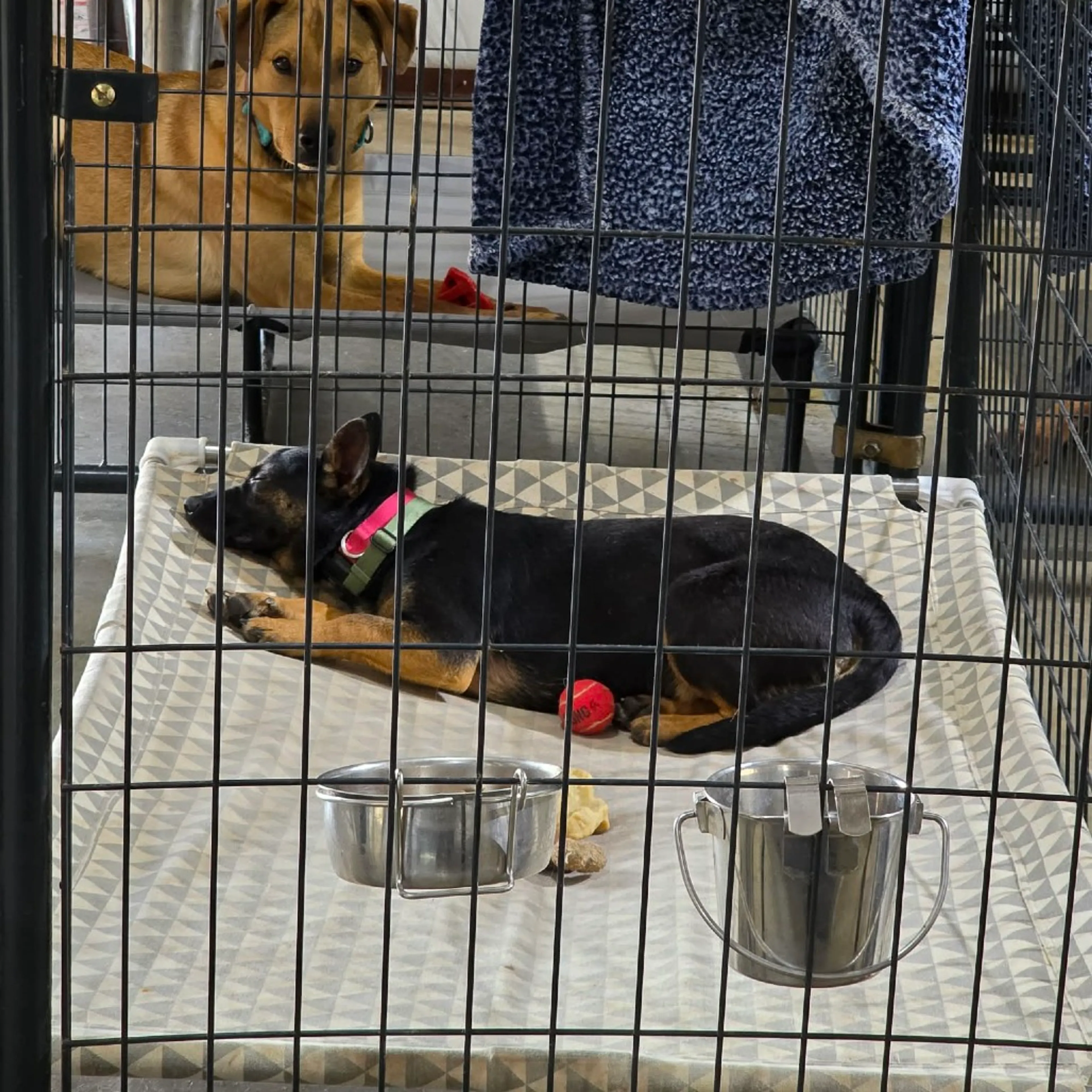 Found pet-32
