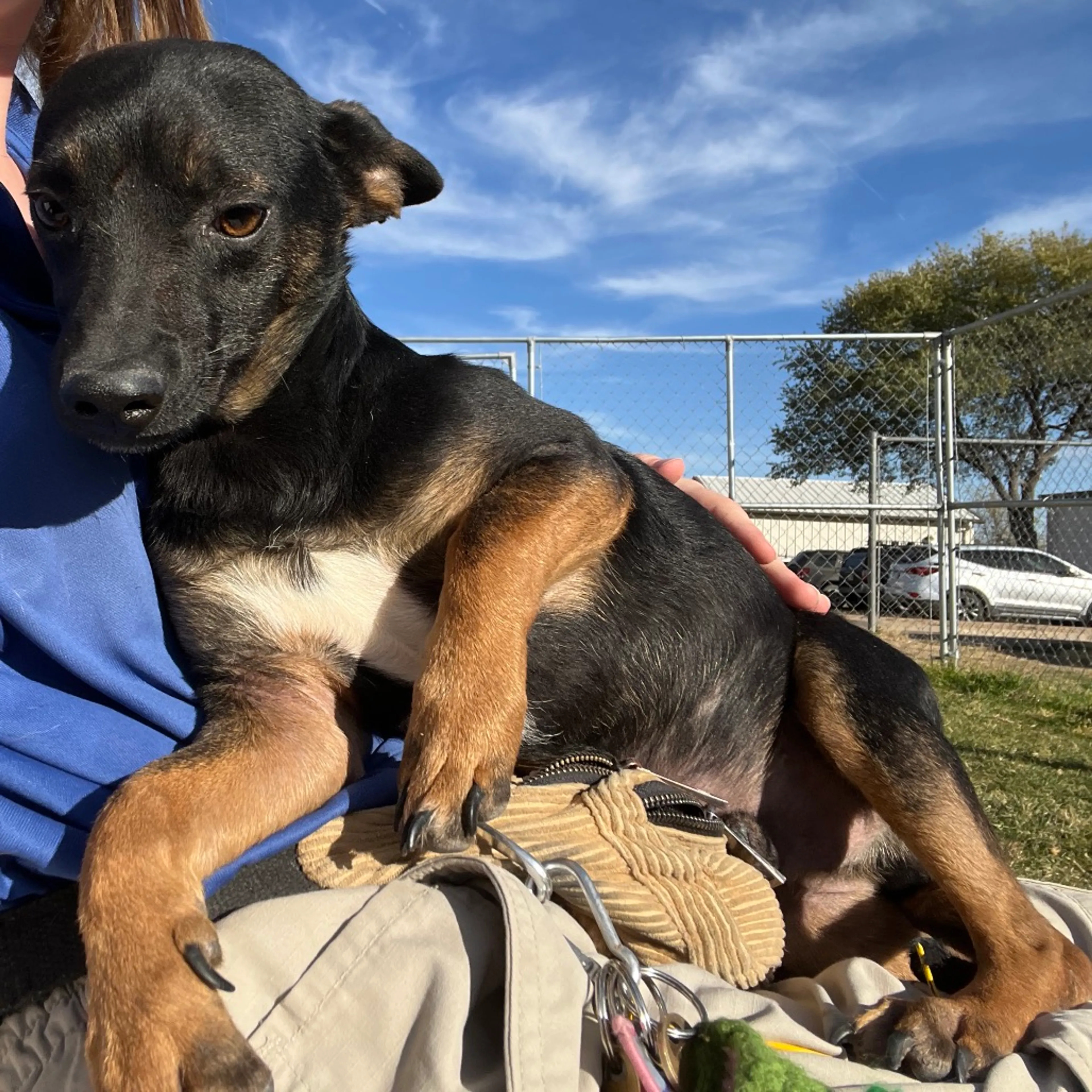Found pet-11