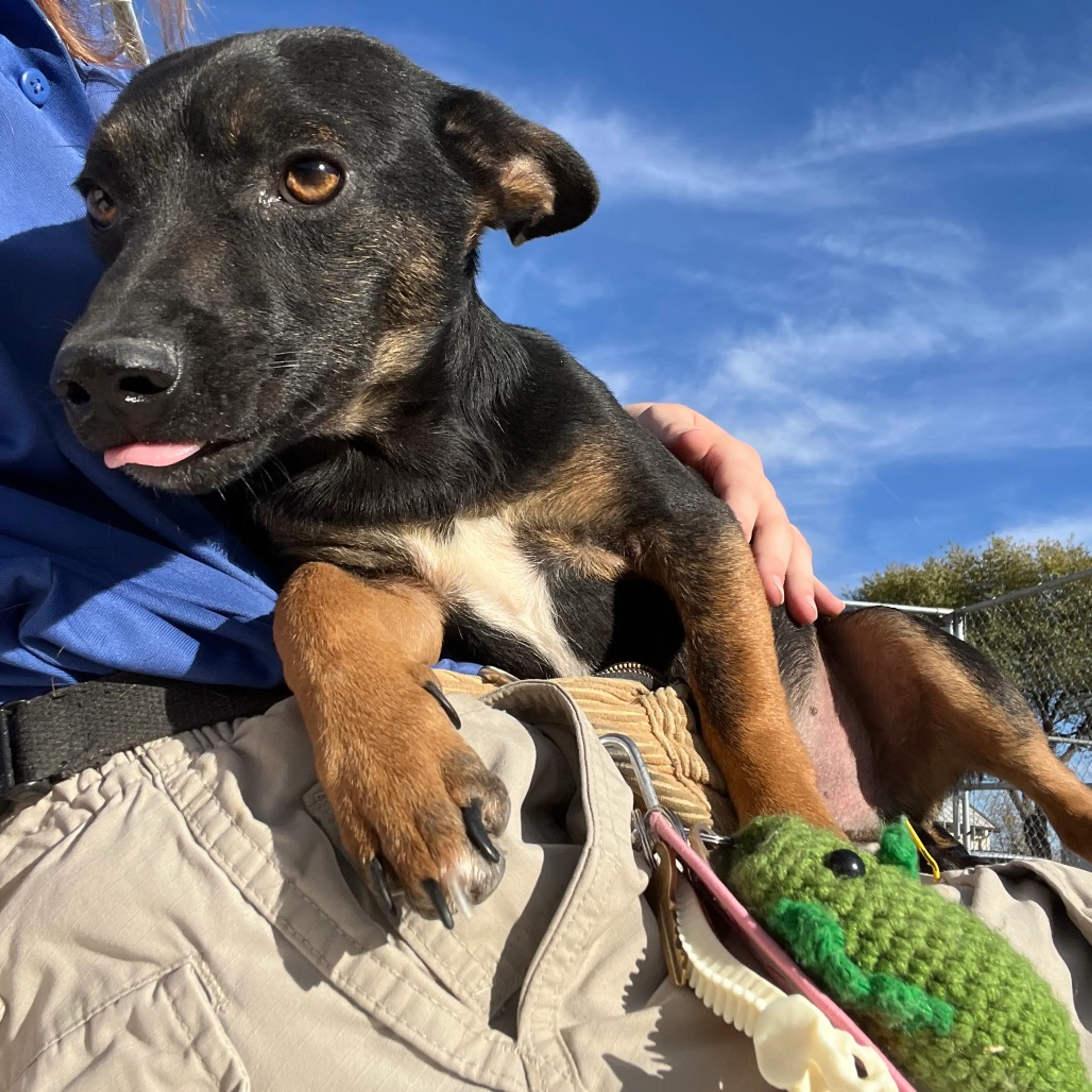 Found pet-3