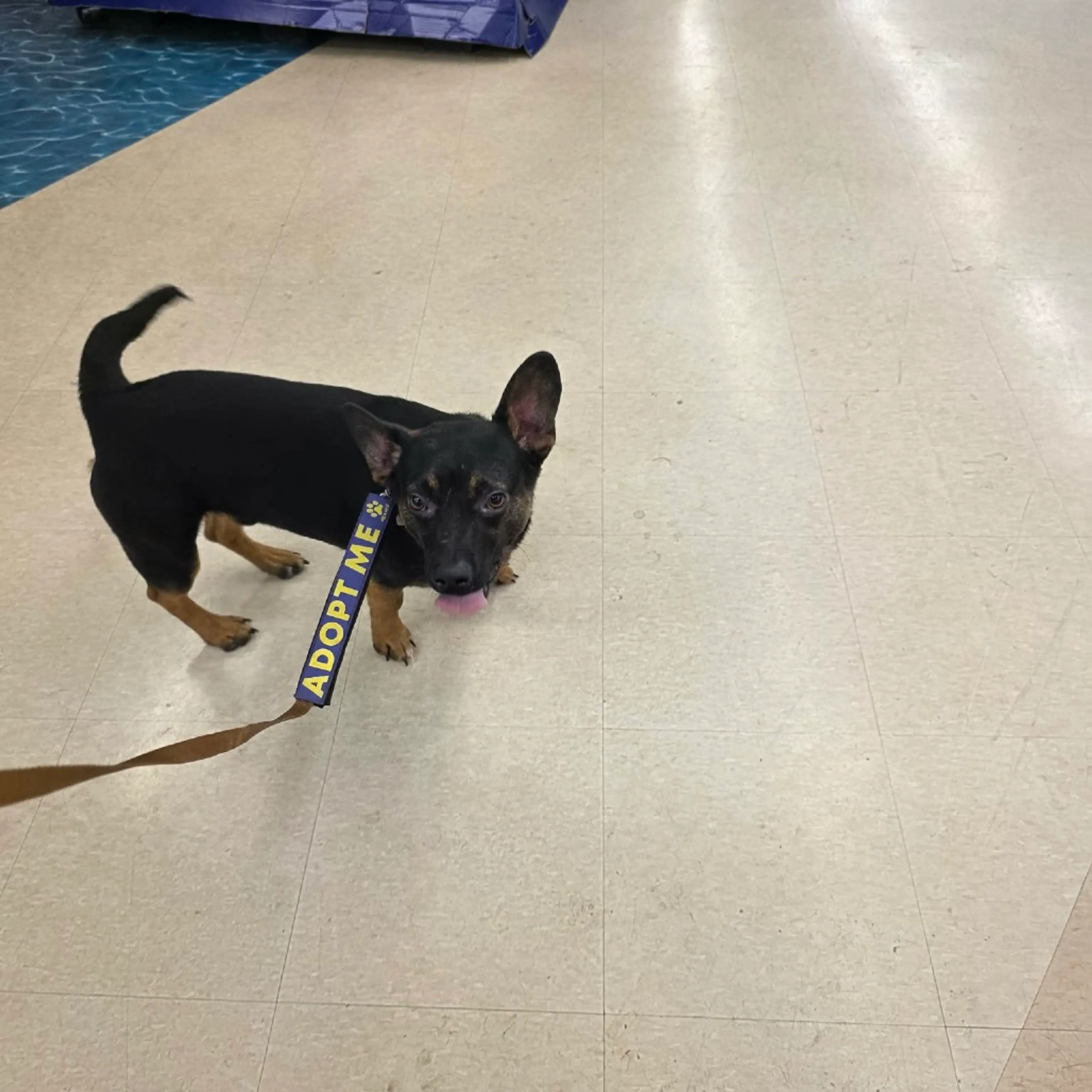 Found pet-15