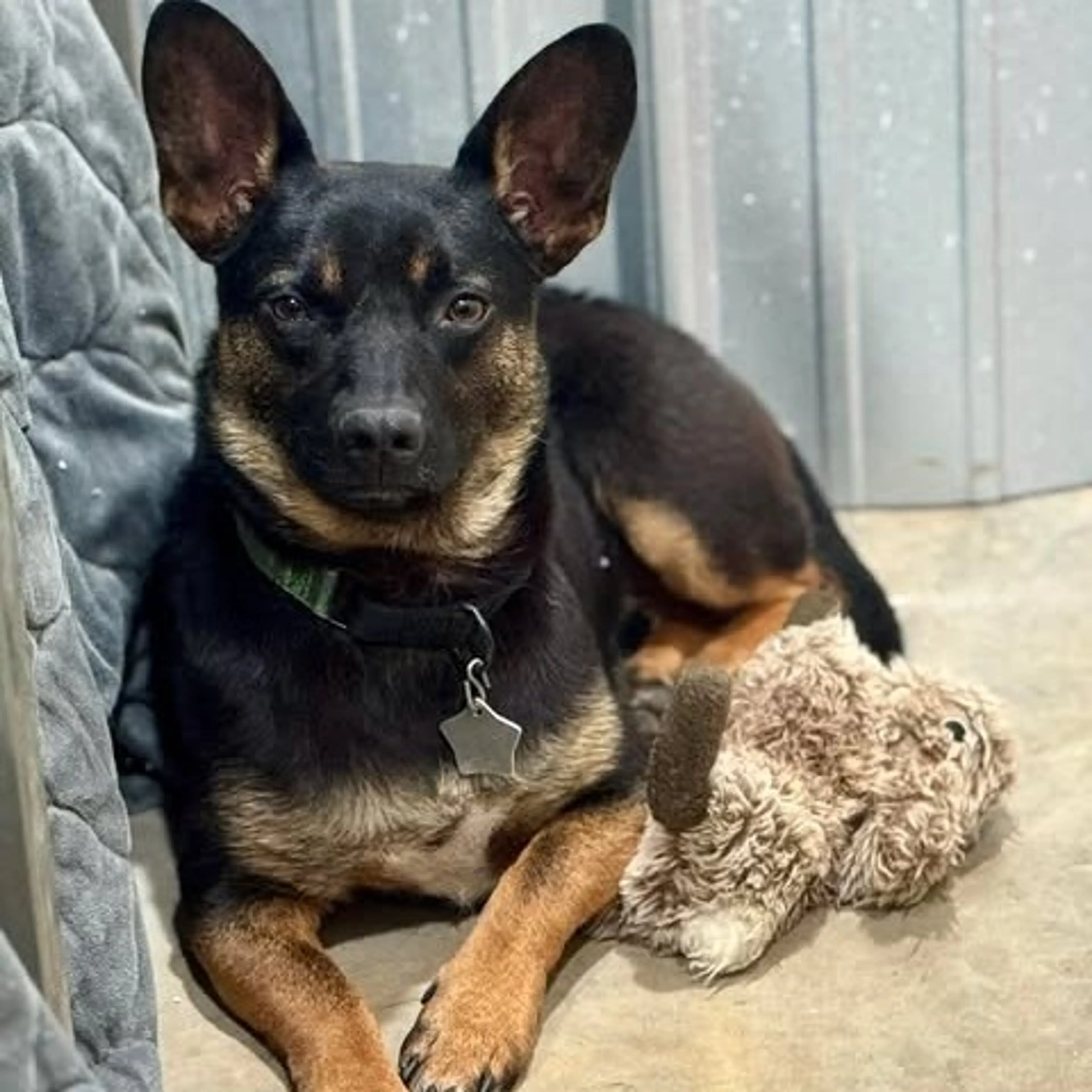 Found pet-40