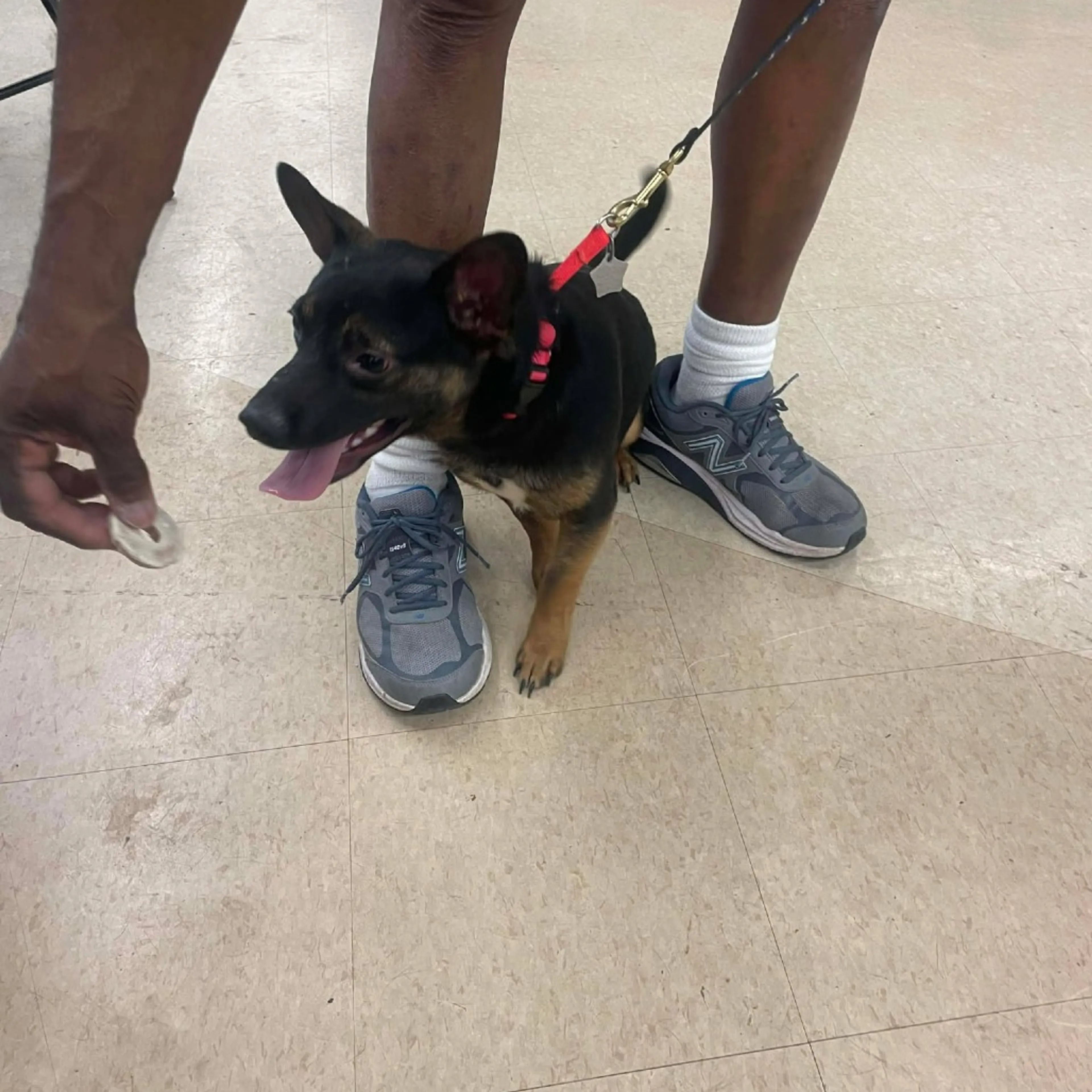 Found pet-16