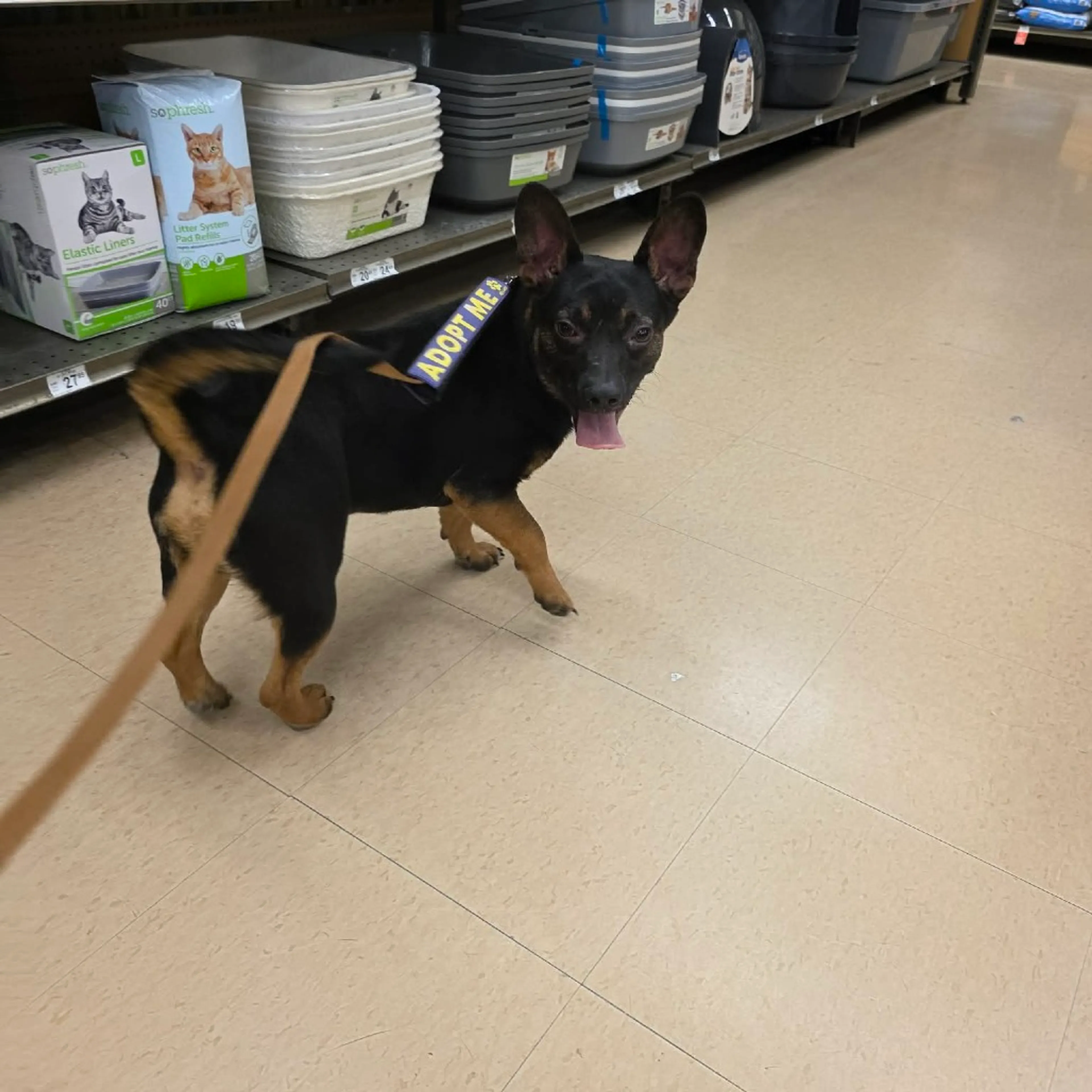Found pet-14