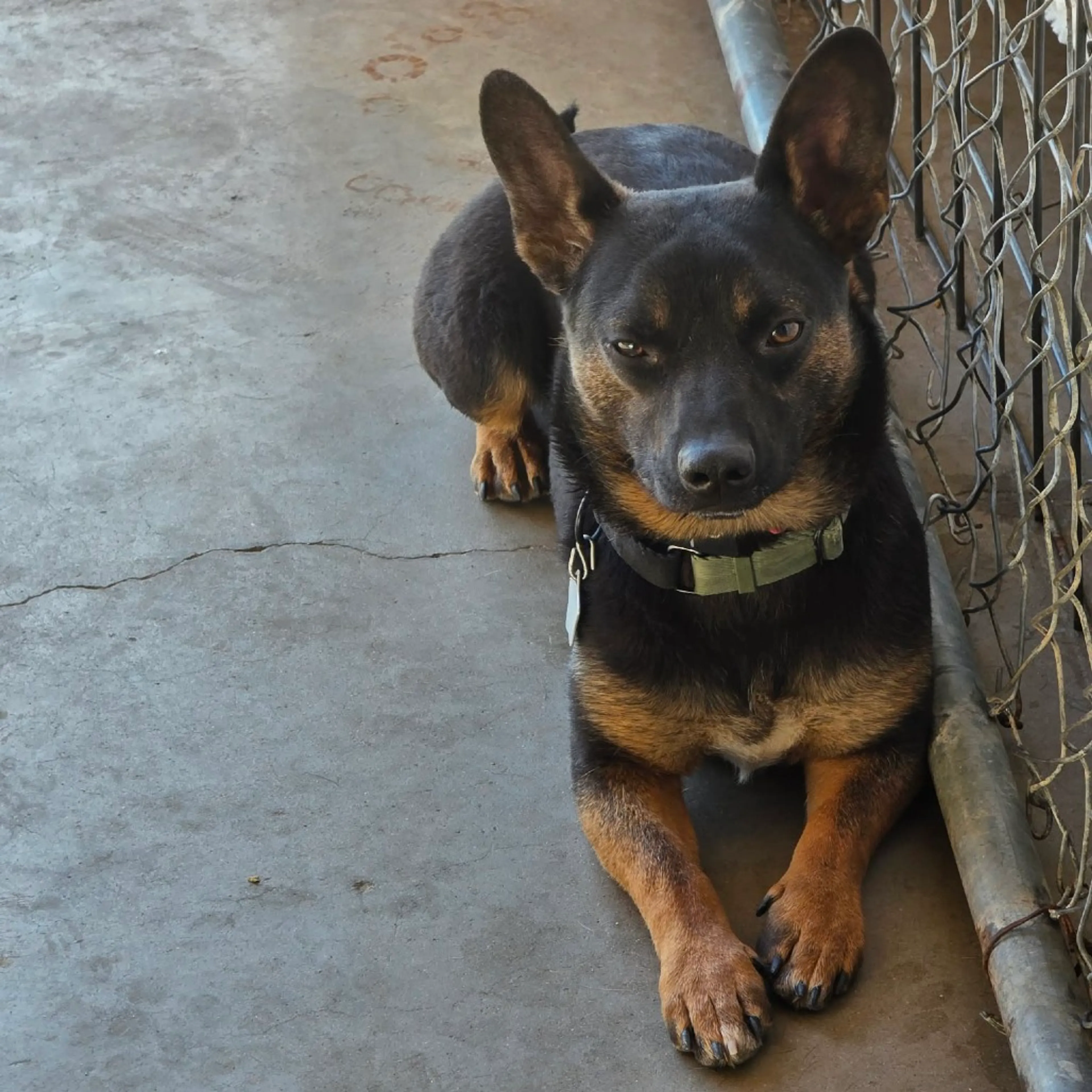 Found pet-36