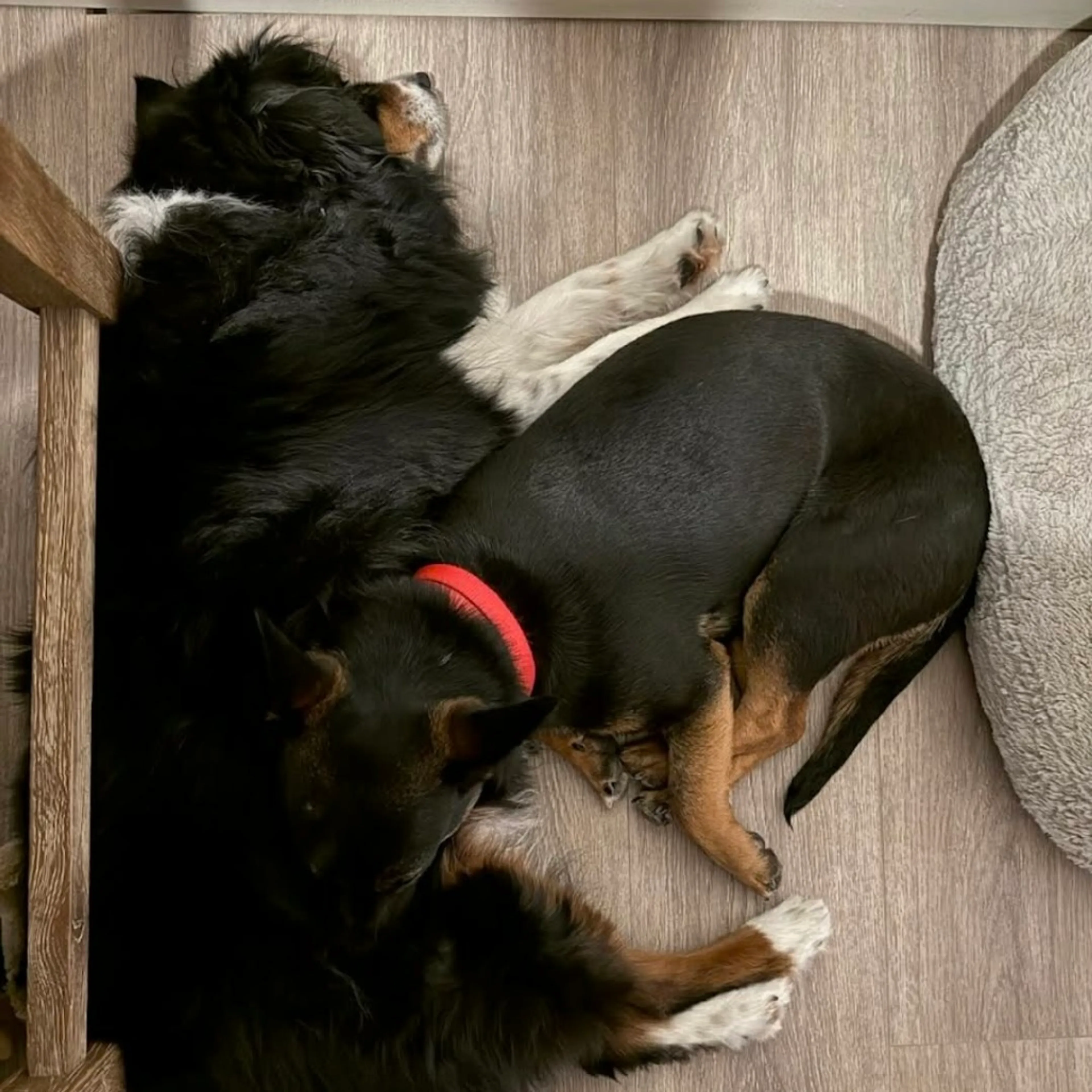 Found pet-29