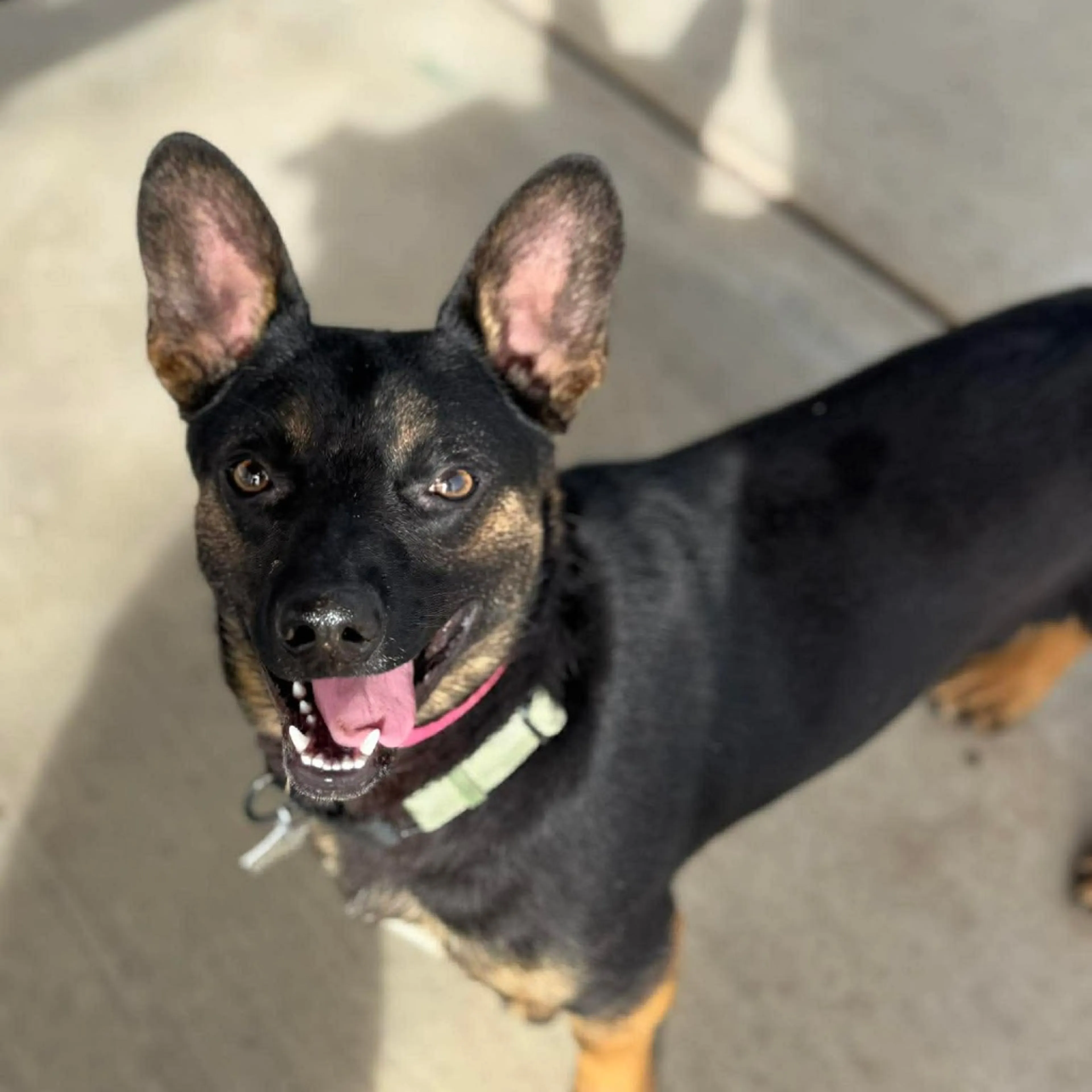 Found pet-33