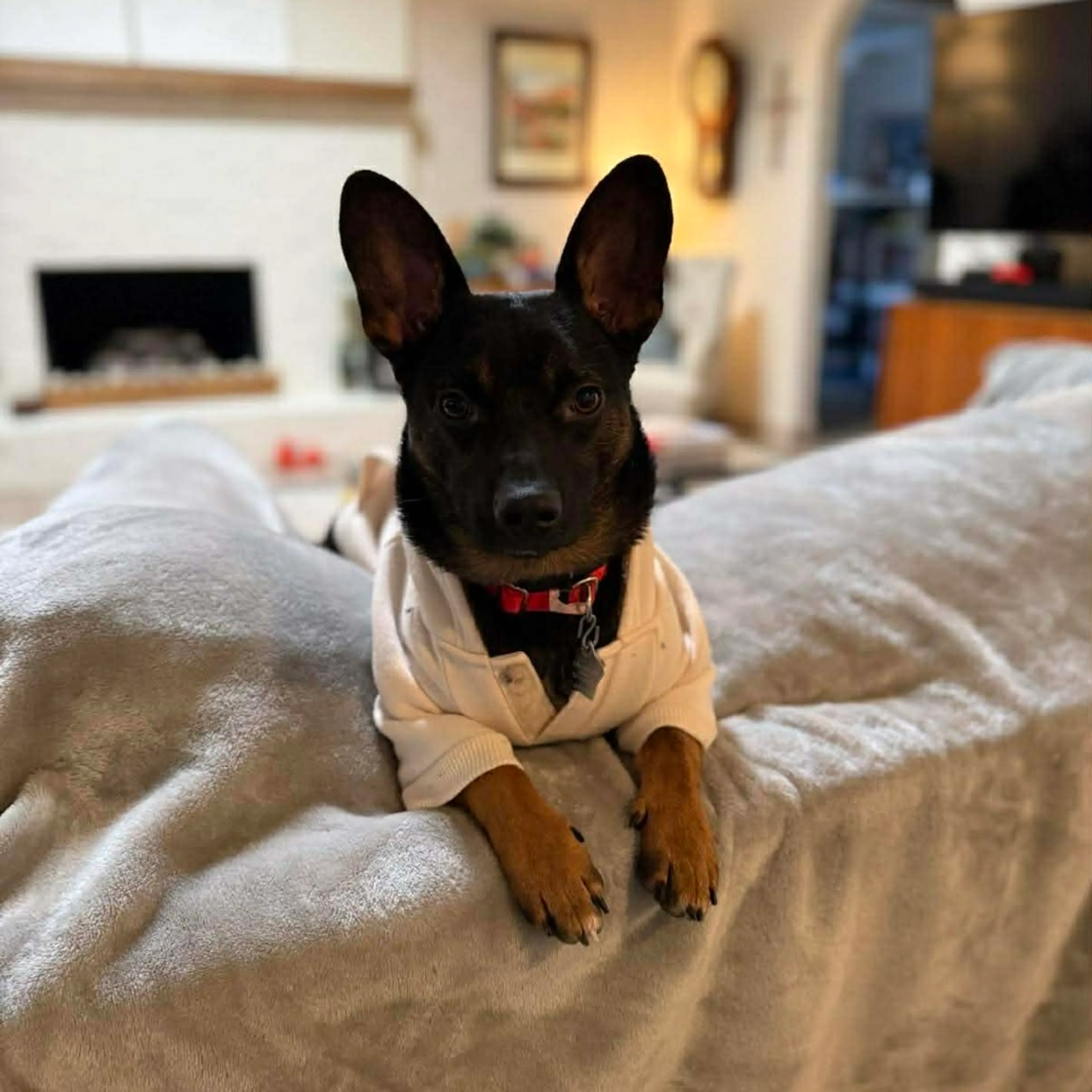 Found pet-1