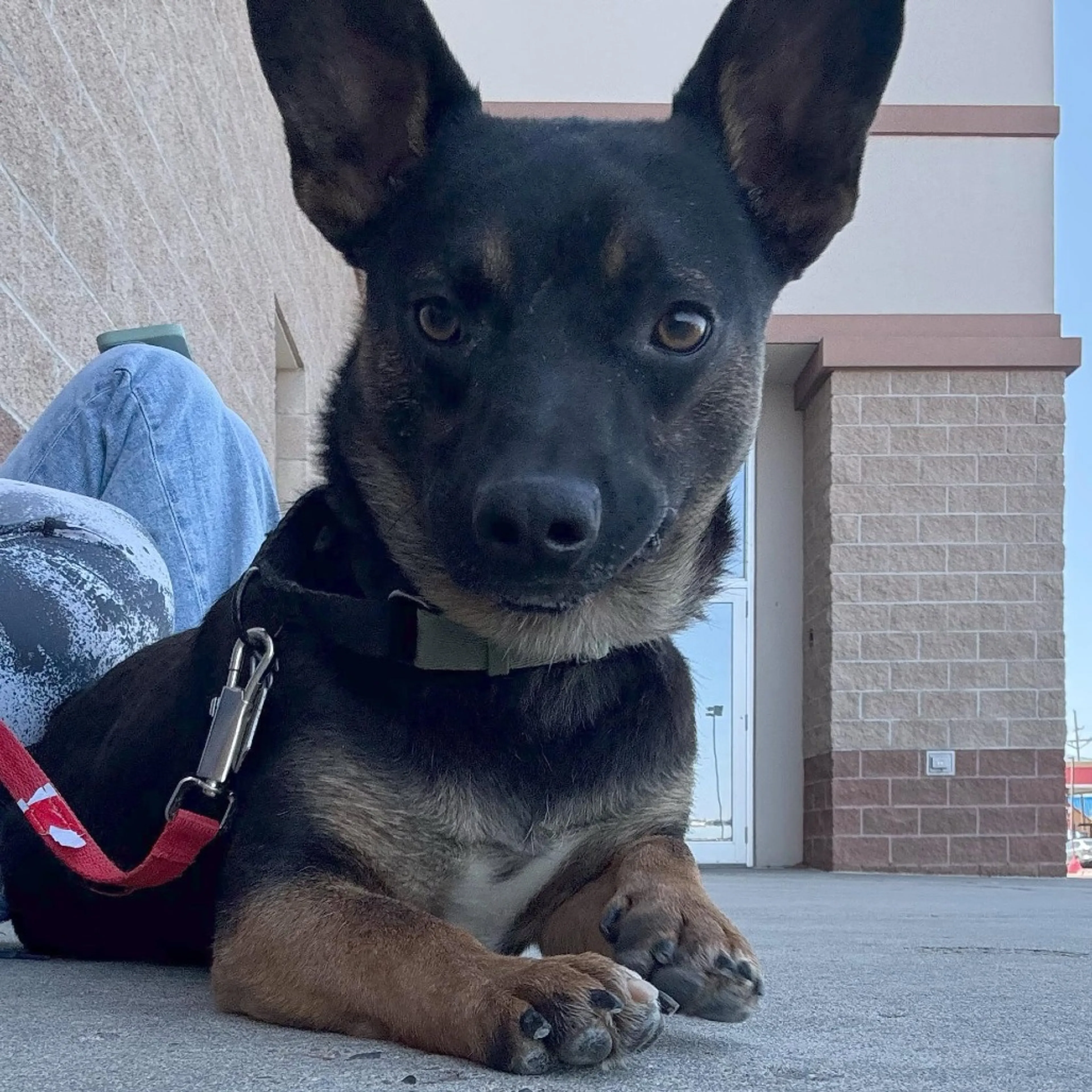 Found pet-42