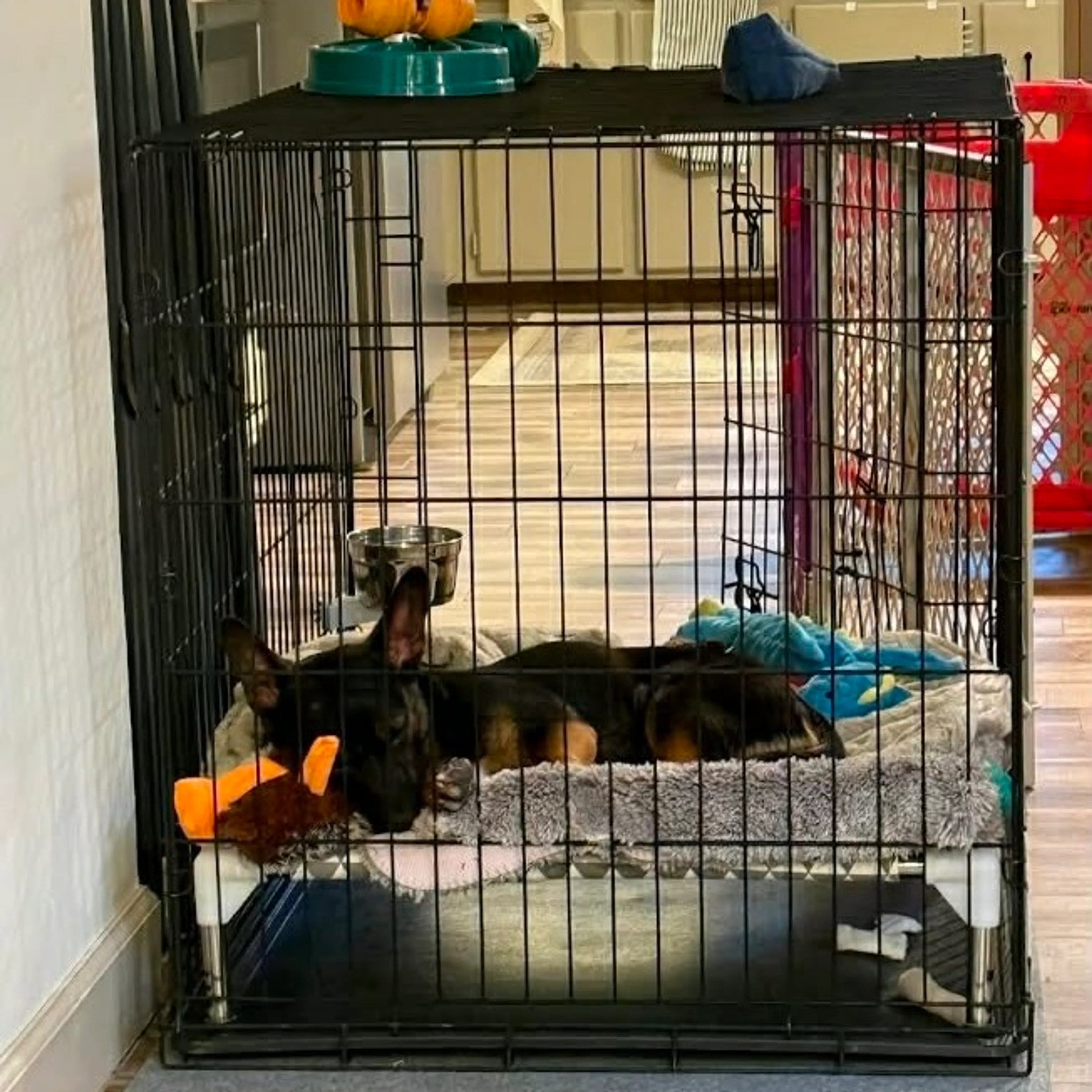 Found pet-28