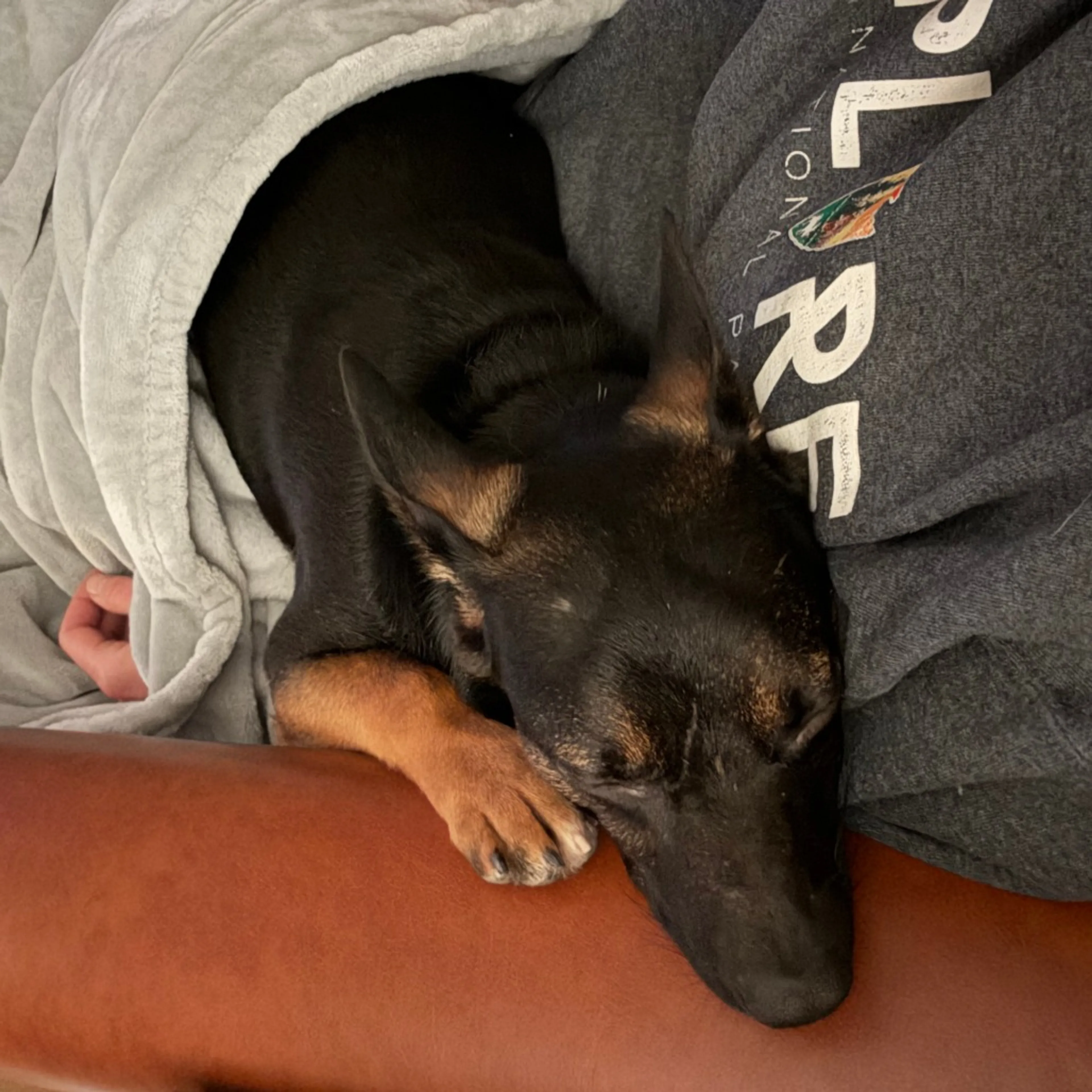 Found pet-26