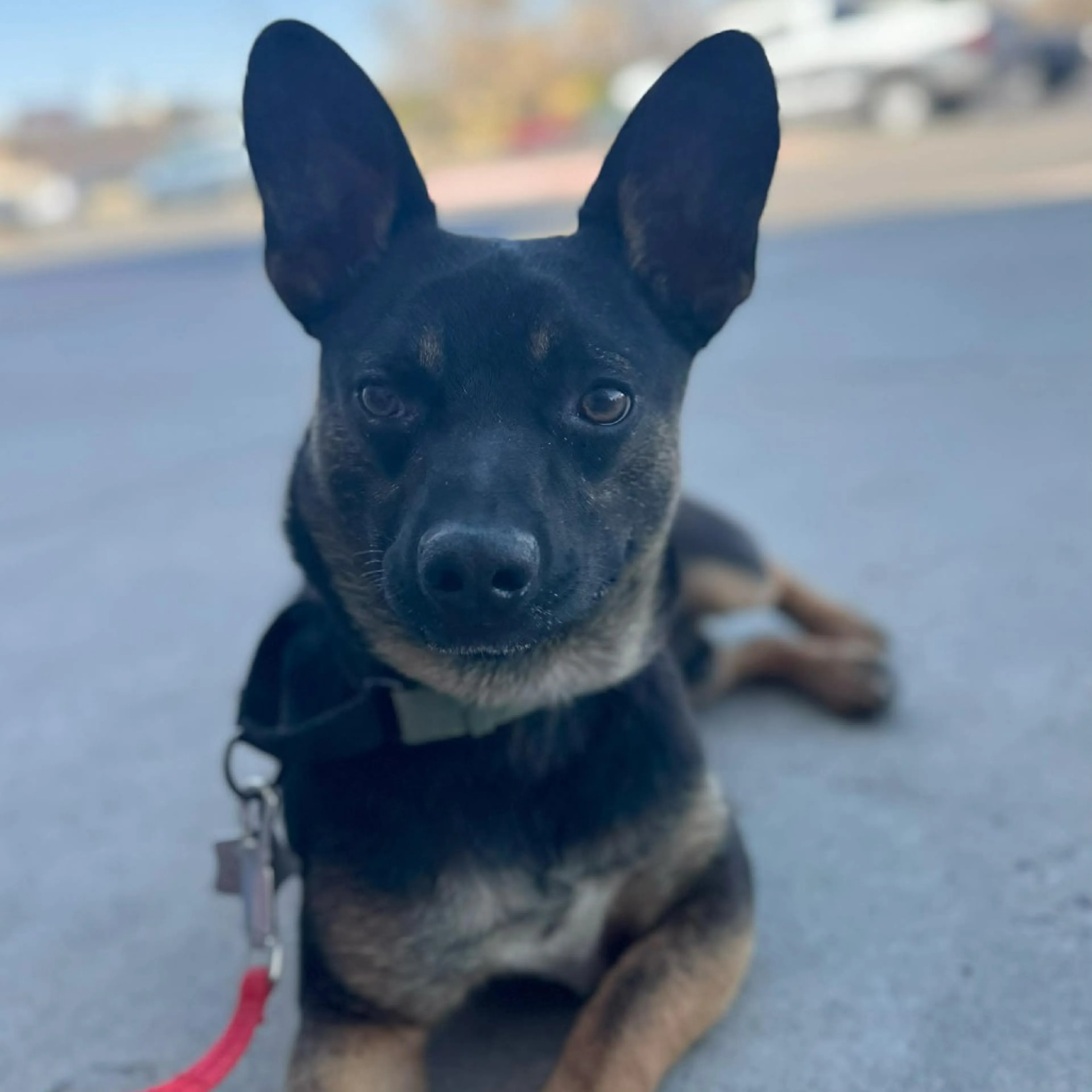 Found pet-39
