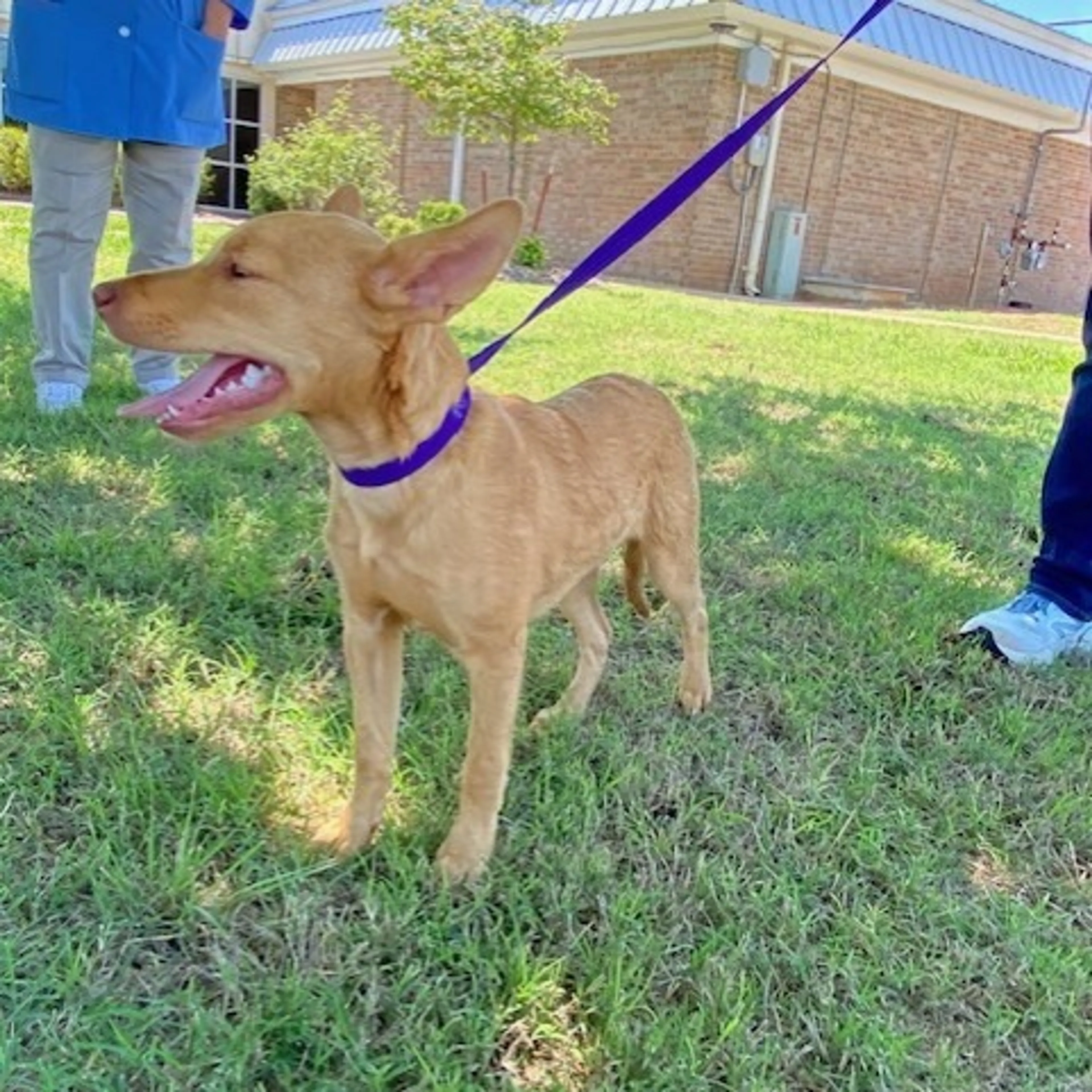 Found pet-2