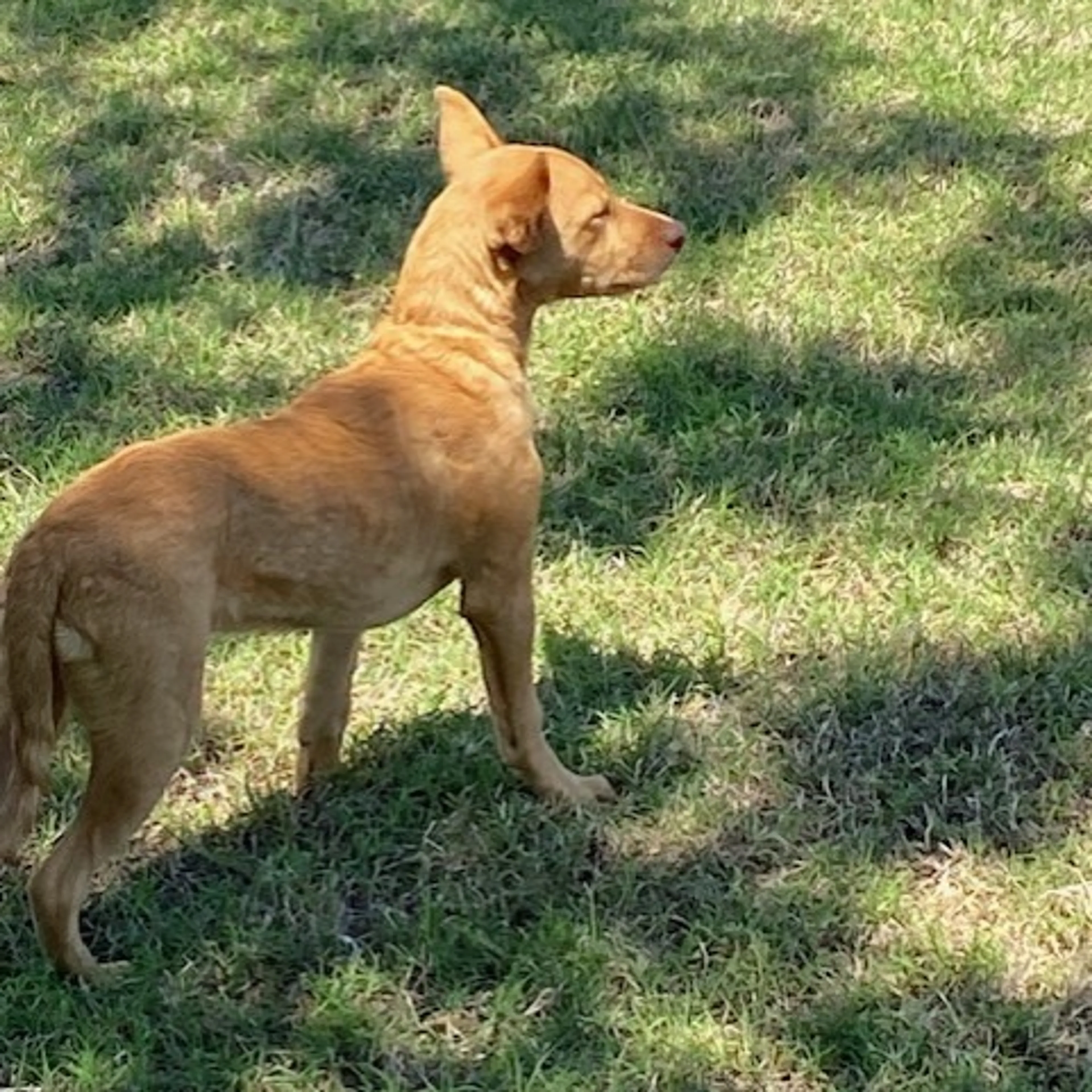 Found pet-3