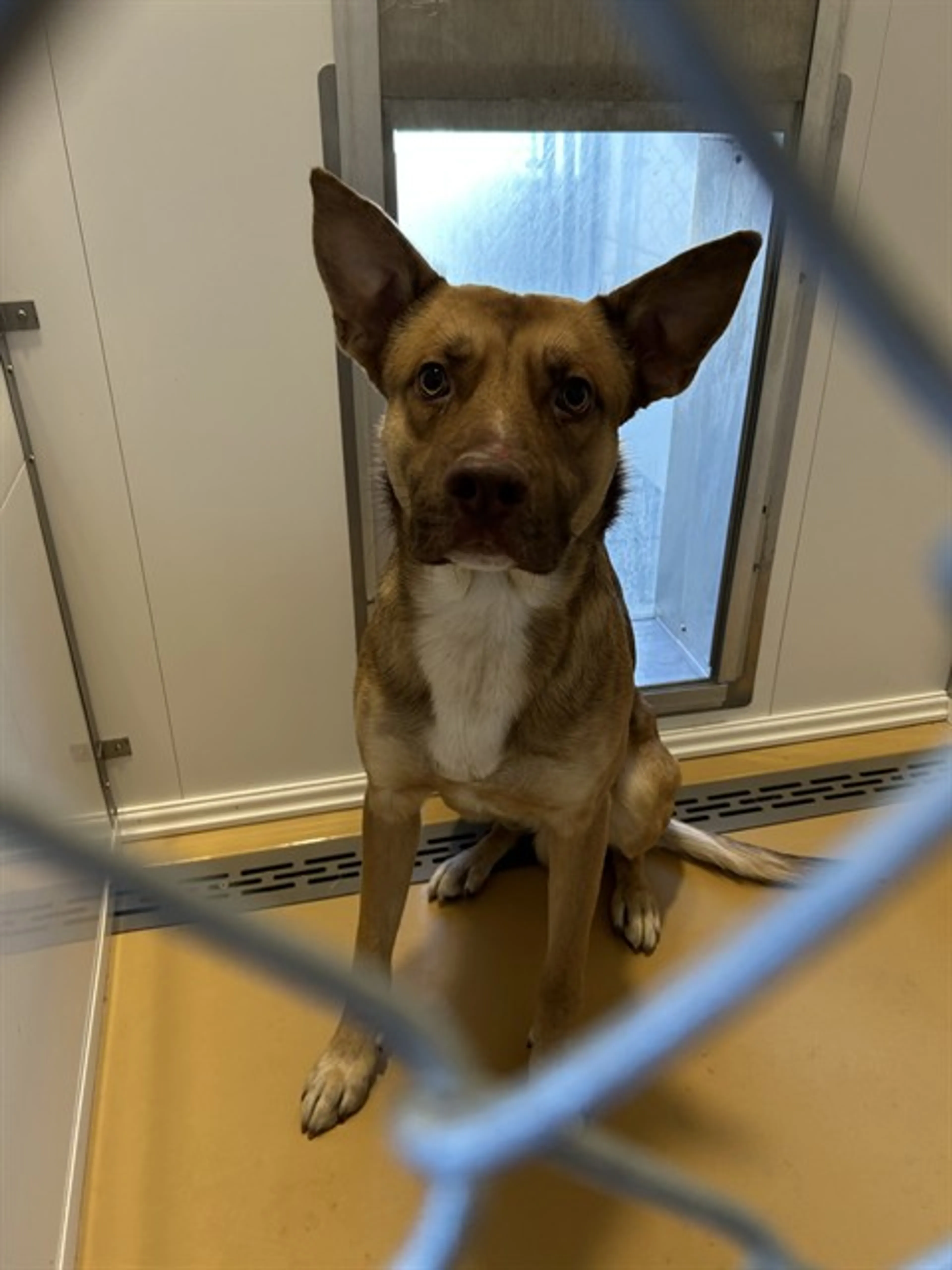 Found pet