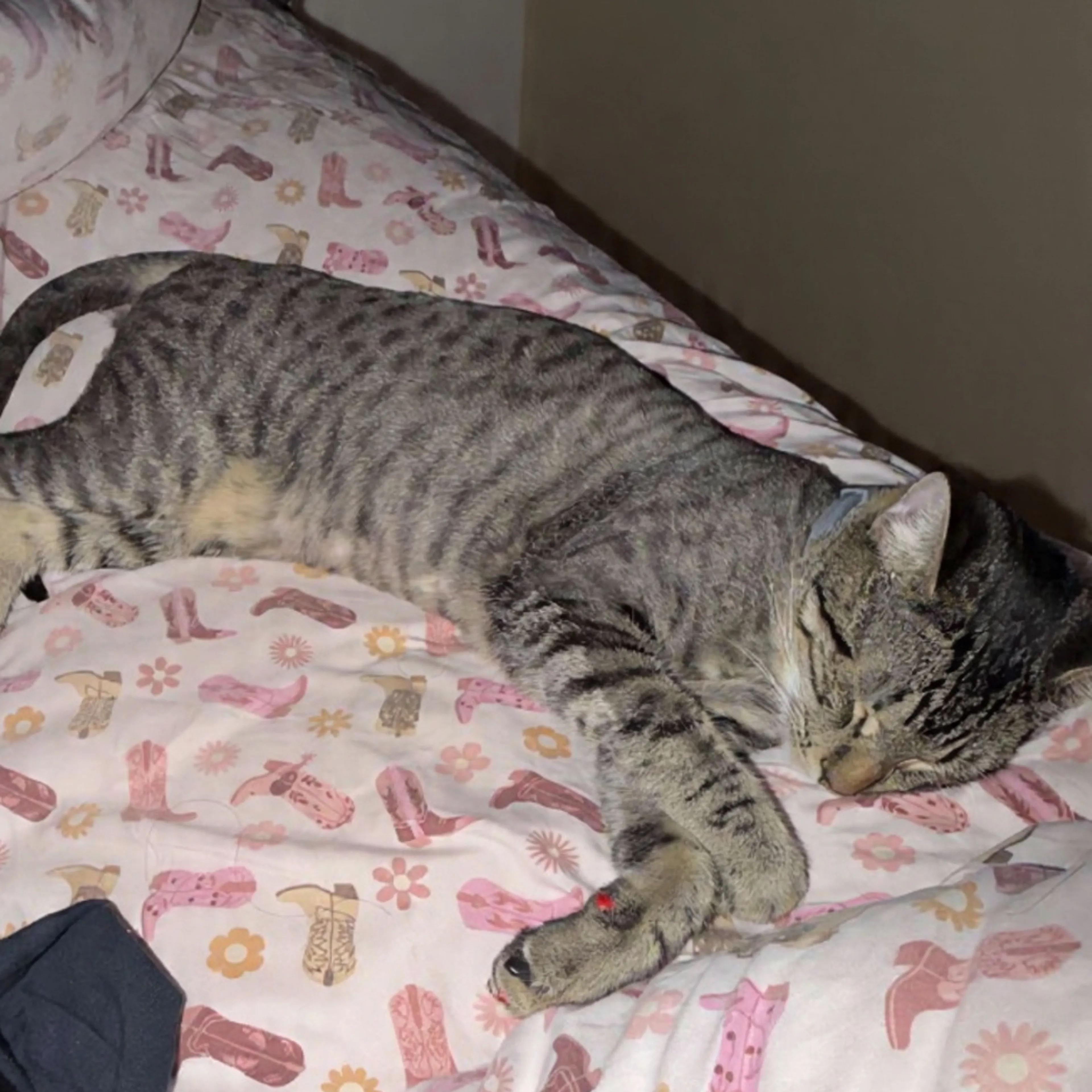 Lost pet-1