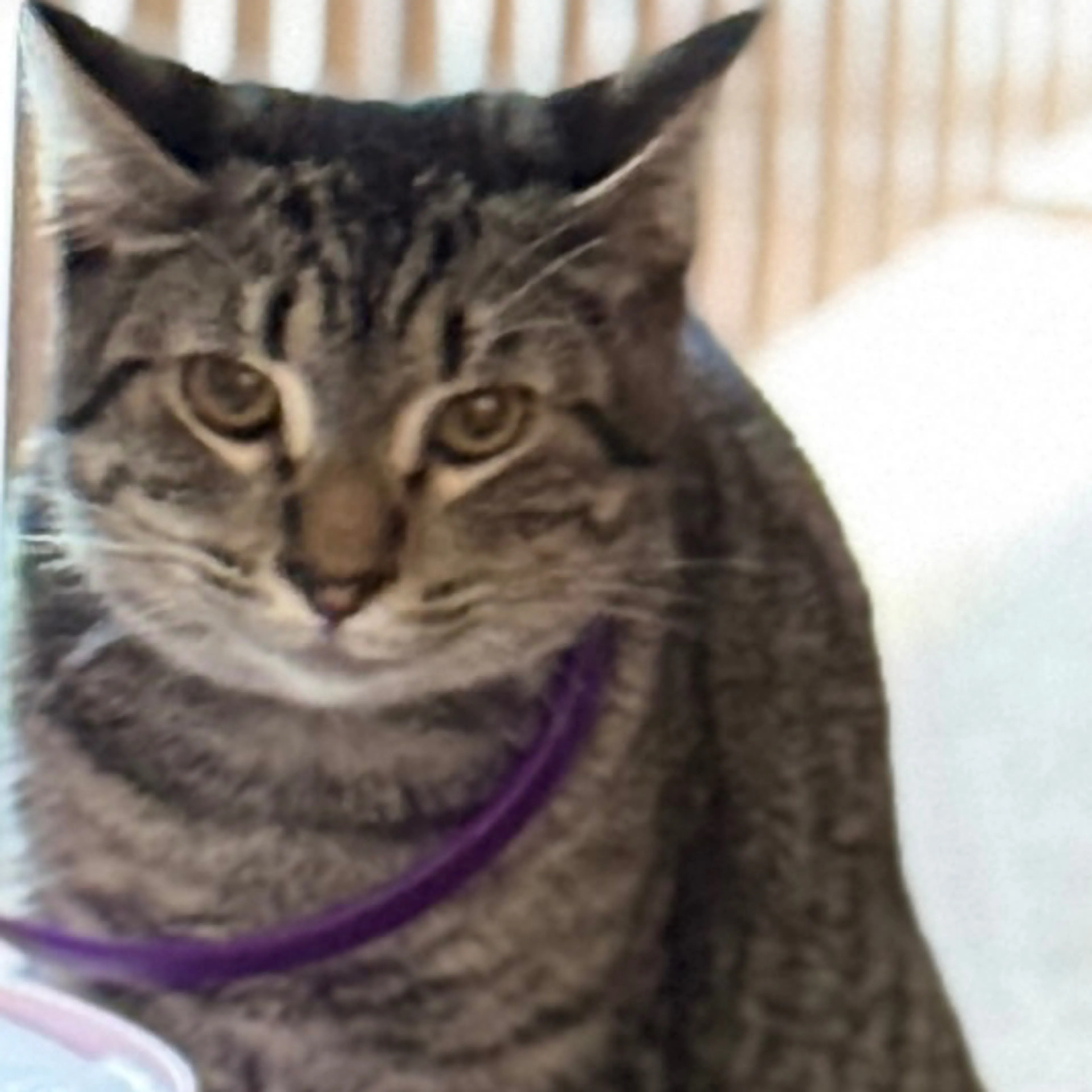 Lost pet-2