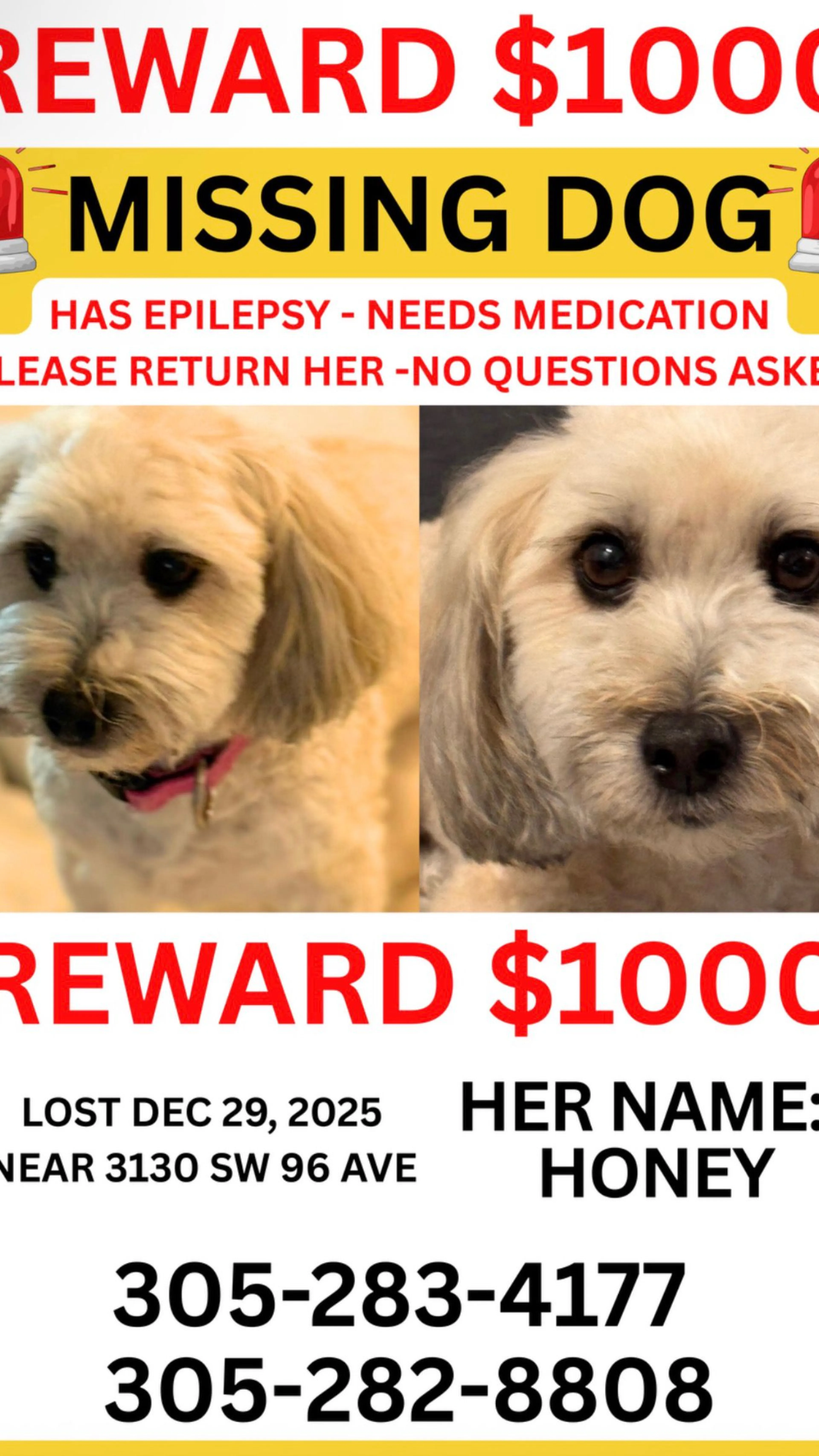 Lost pet