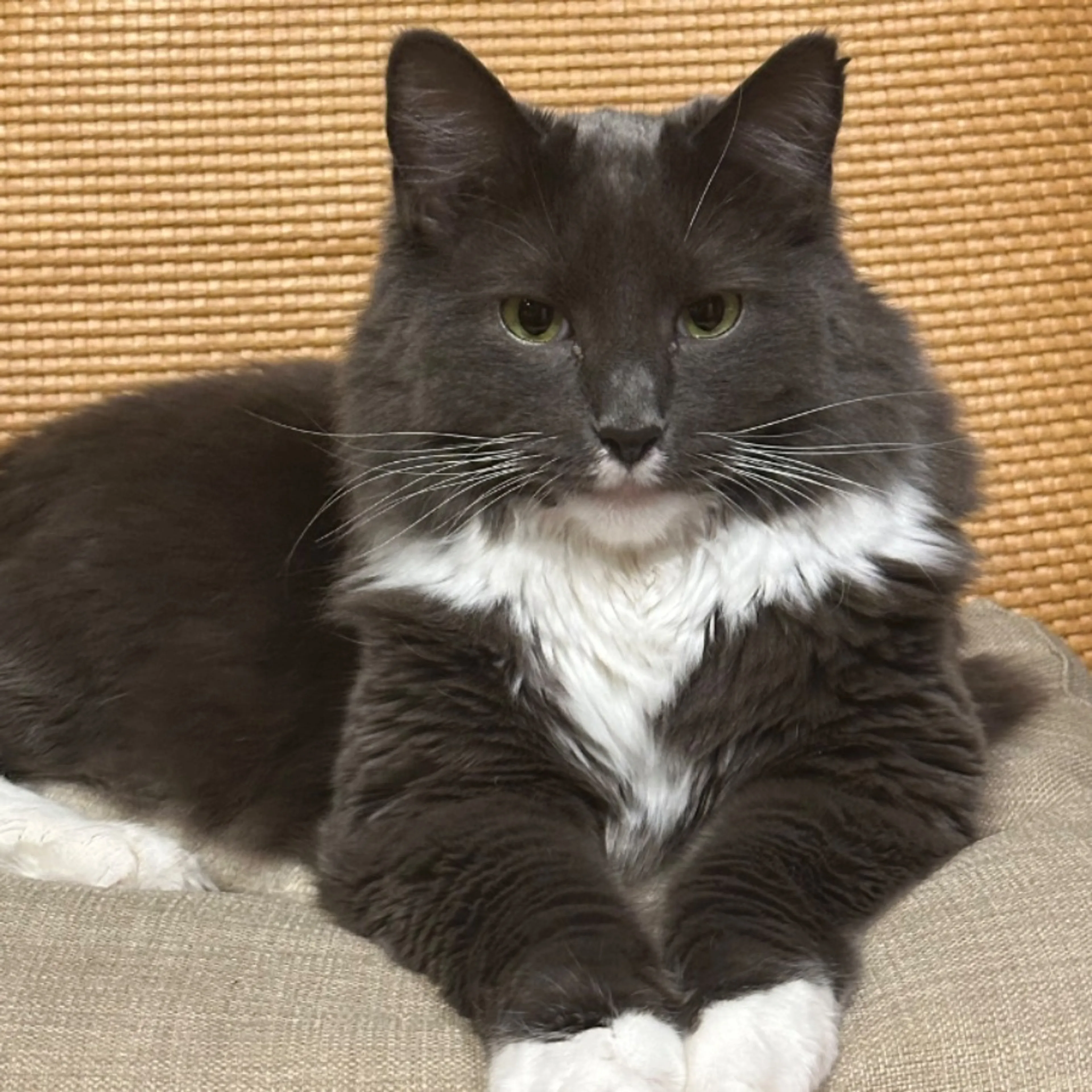 Lost pet