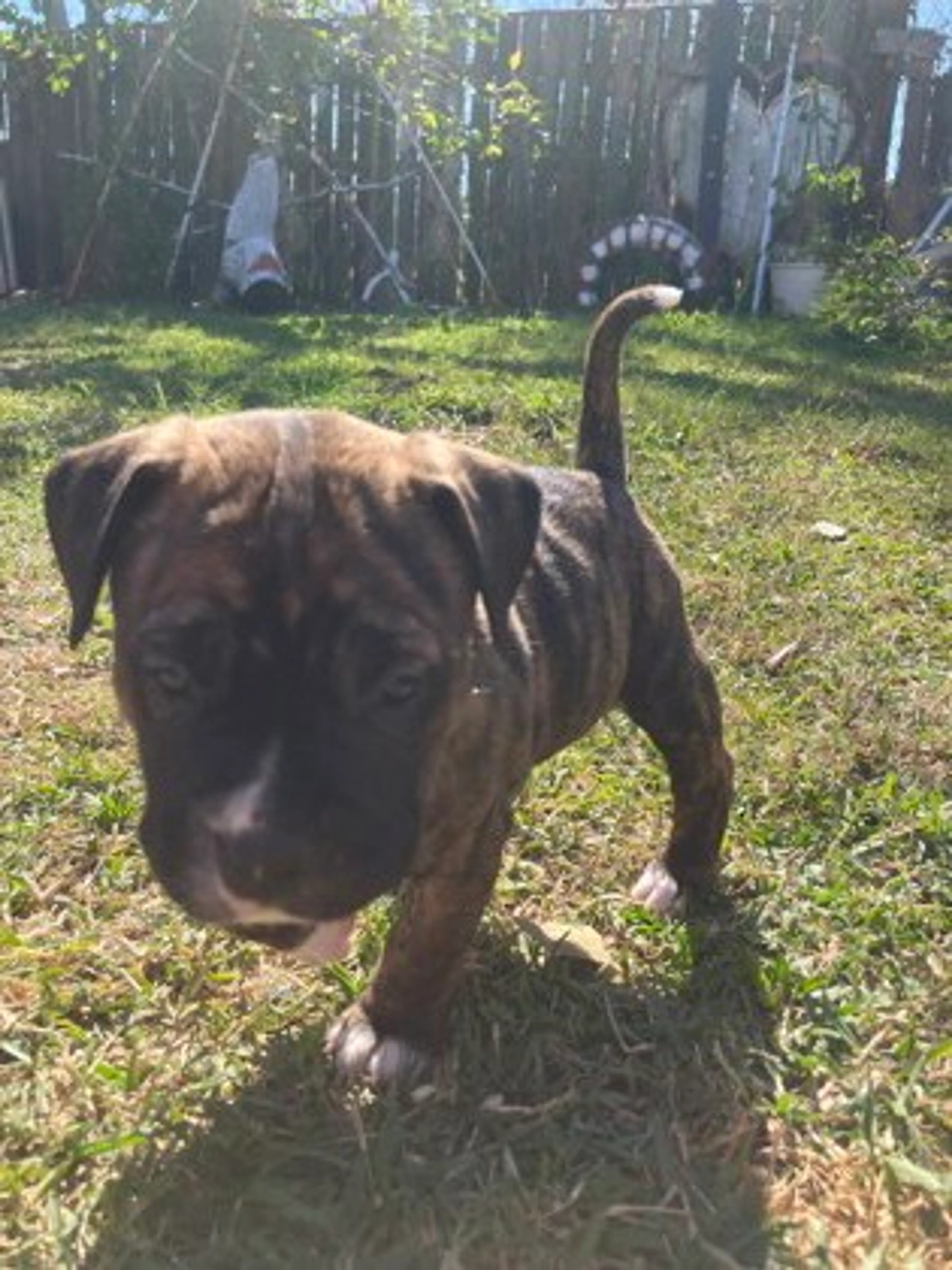 Found pet