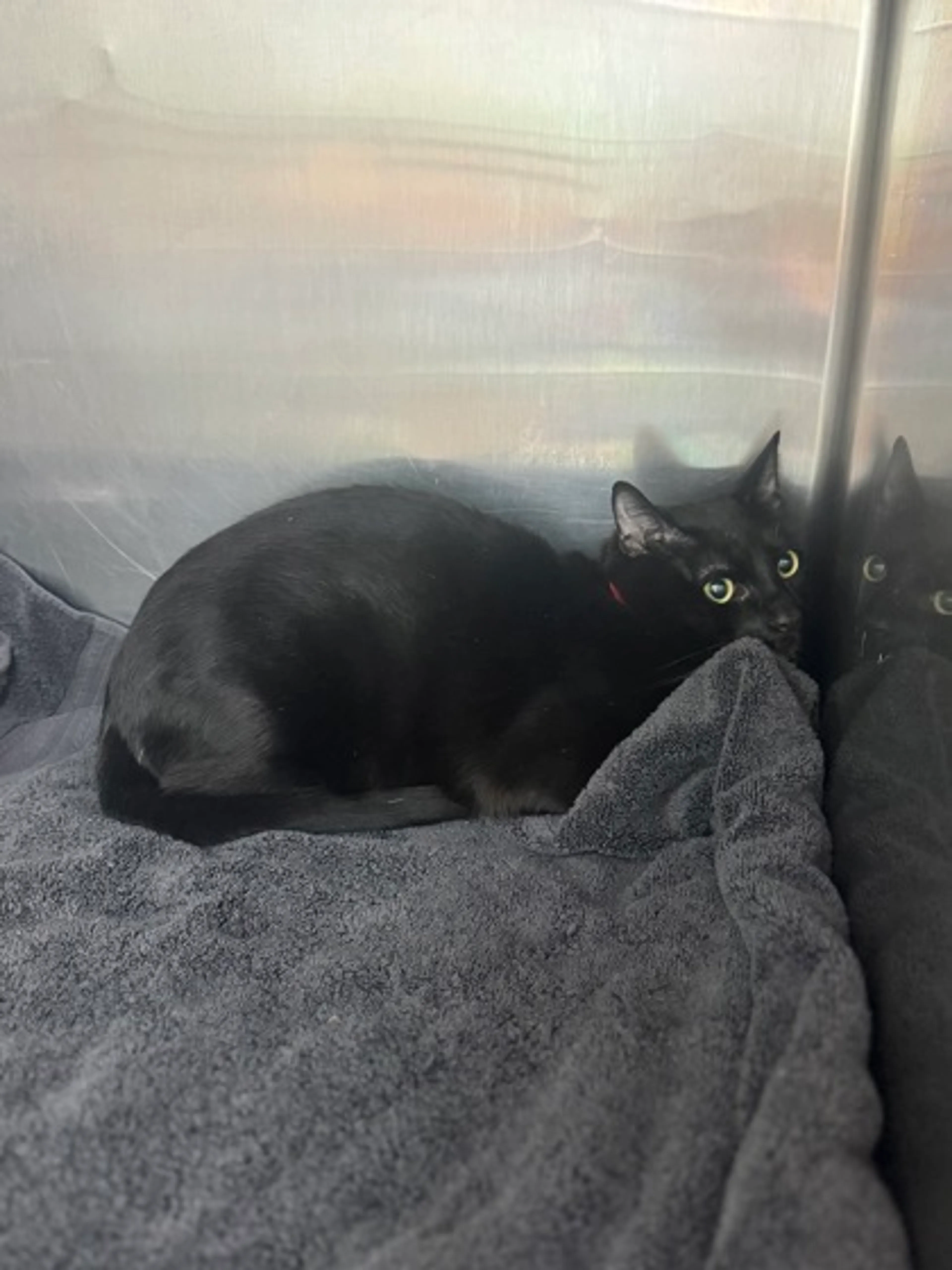 Found pet