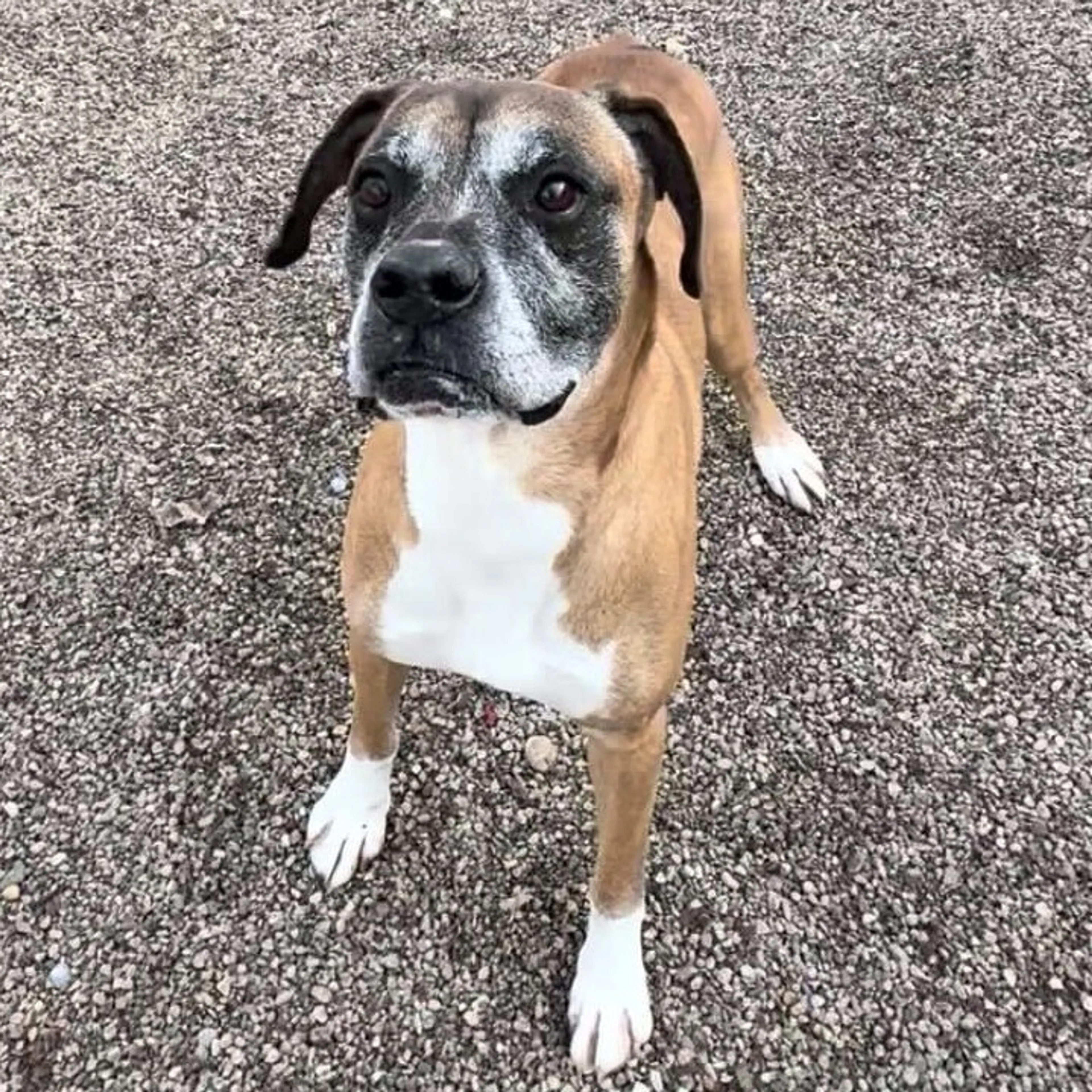 Found pet-9