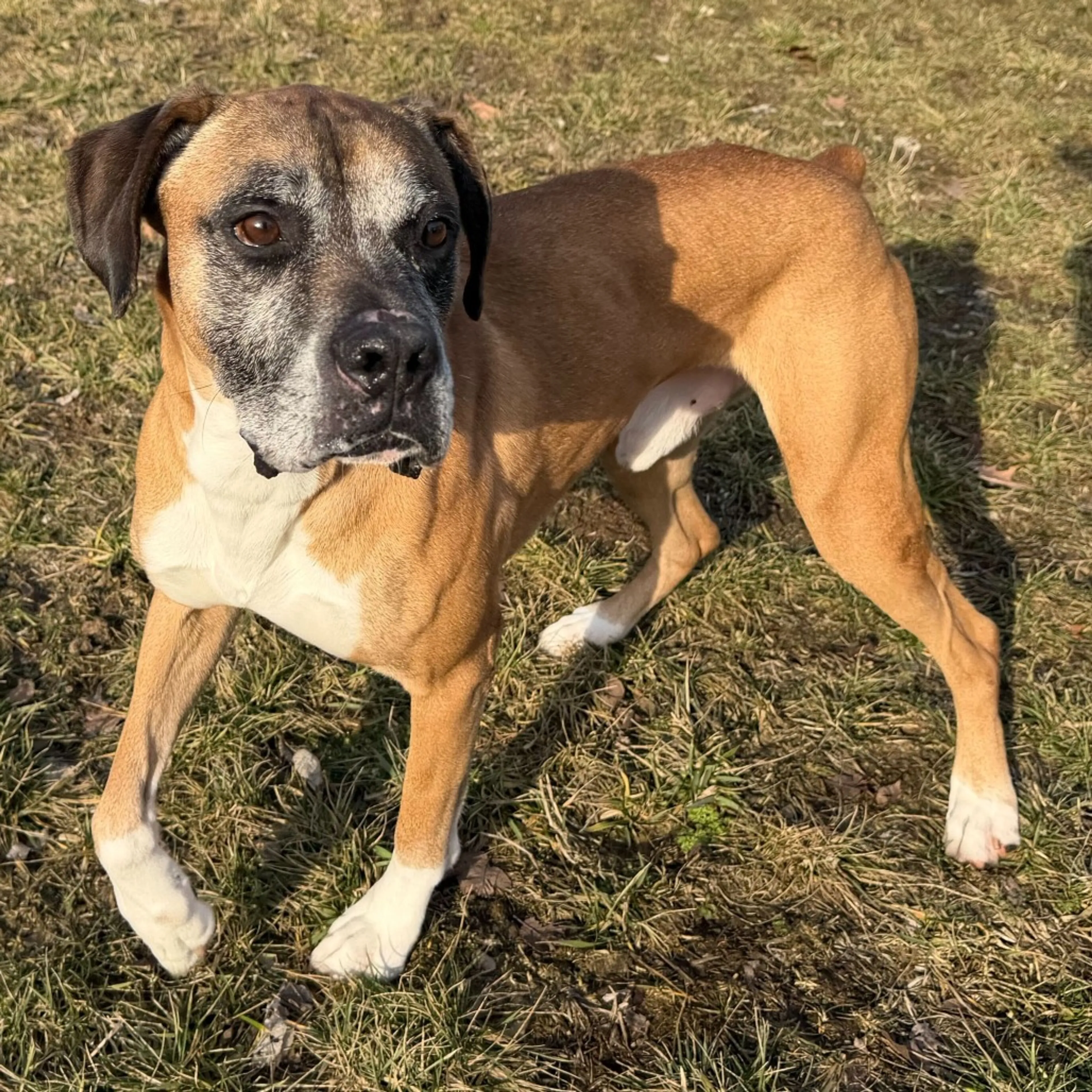 Found pet-6