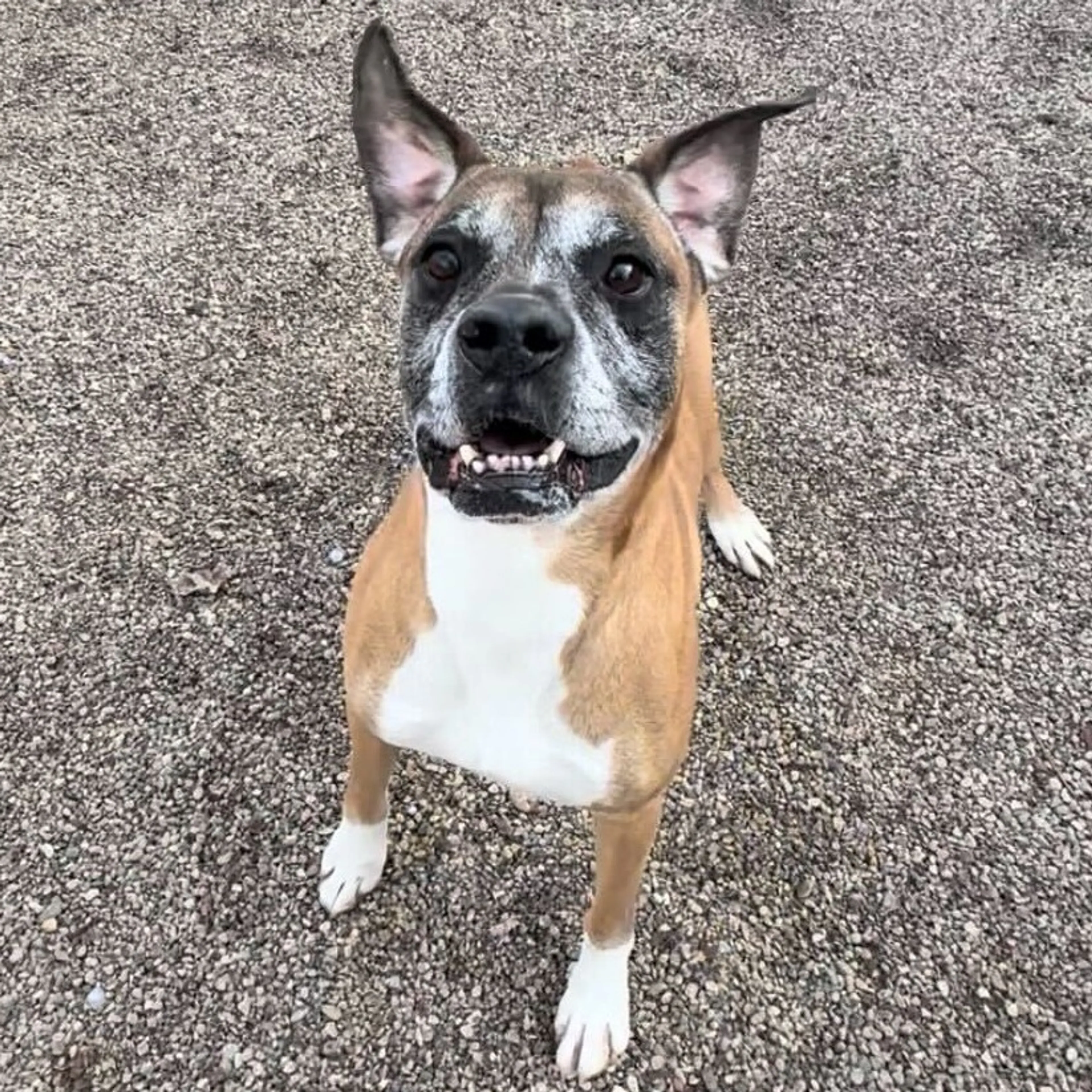 Found pet-10
