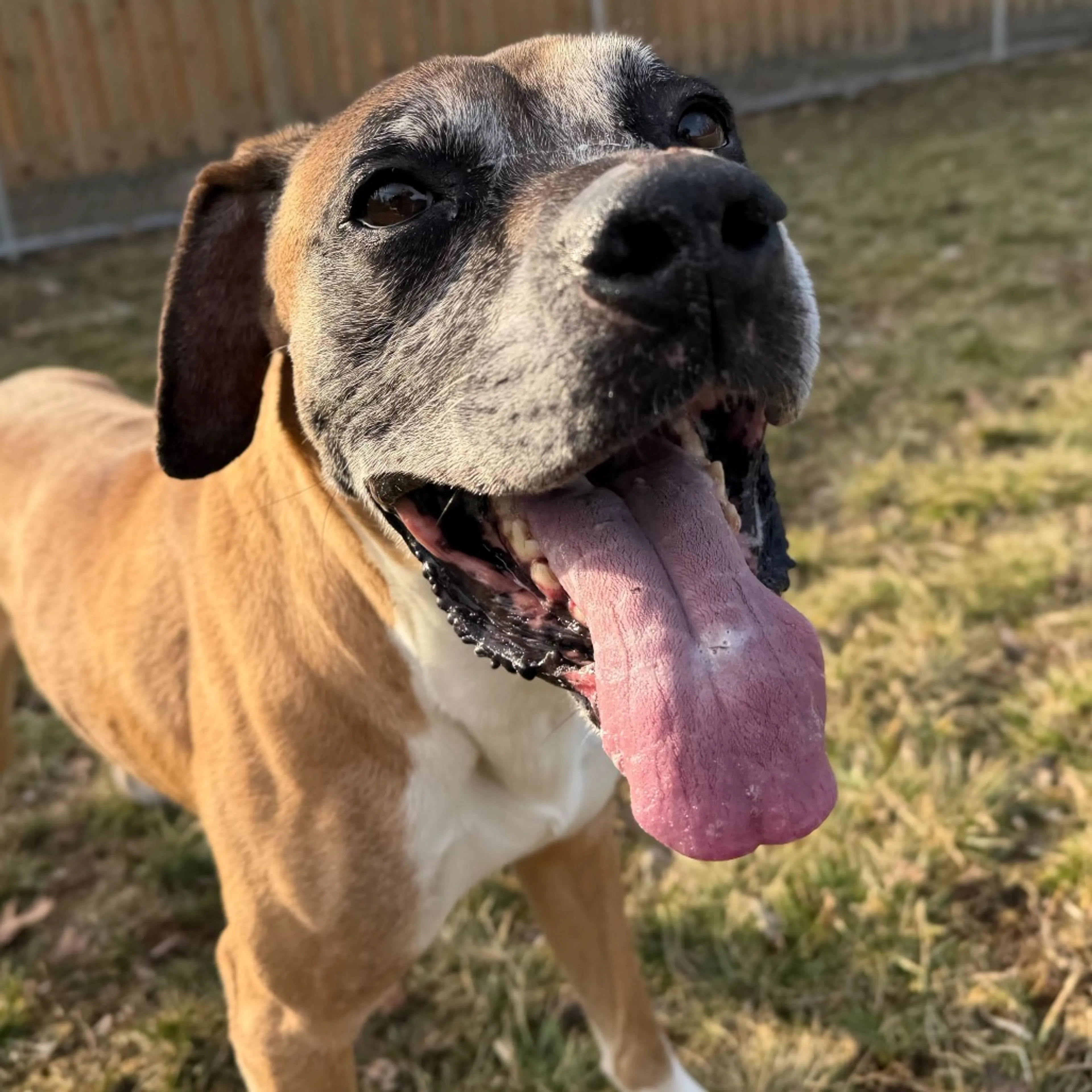 Found pet-8