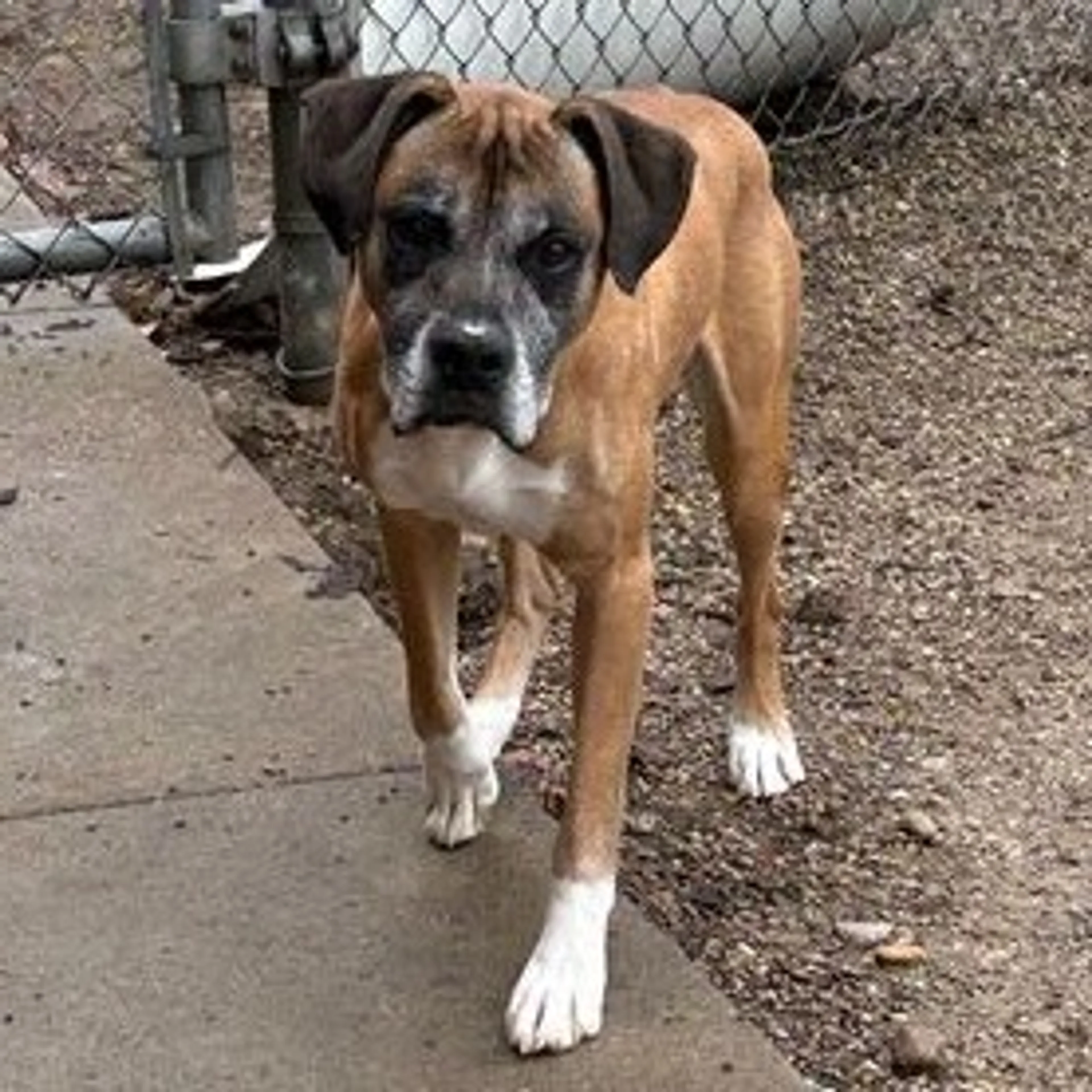 Found pet-13