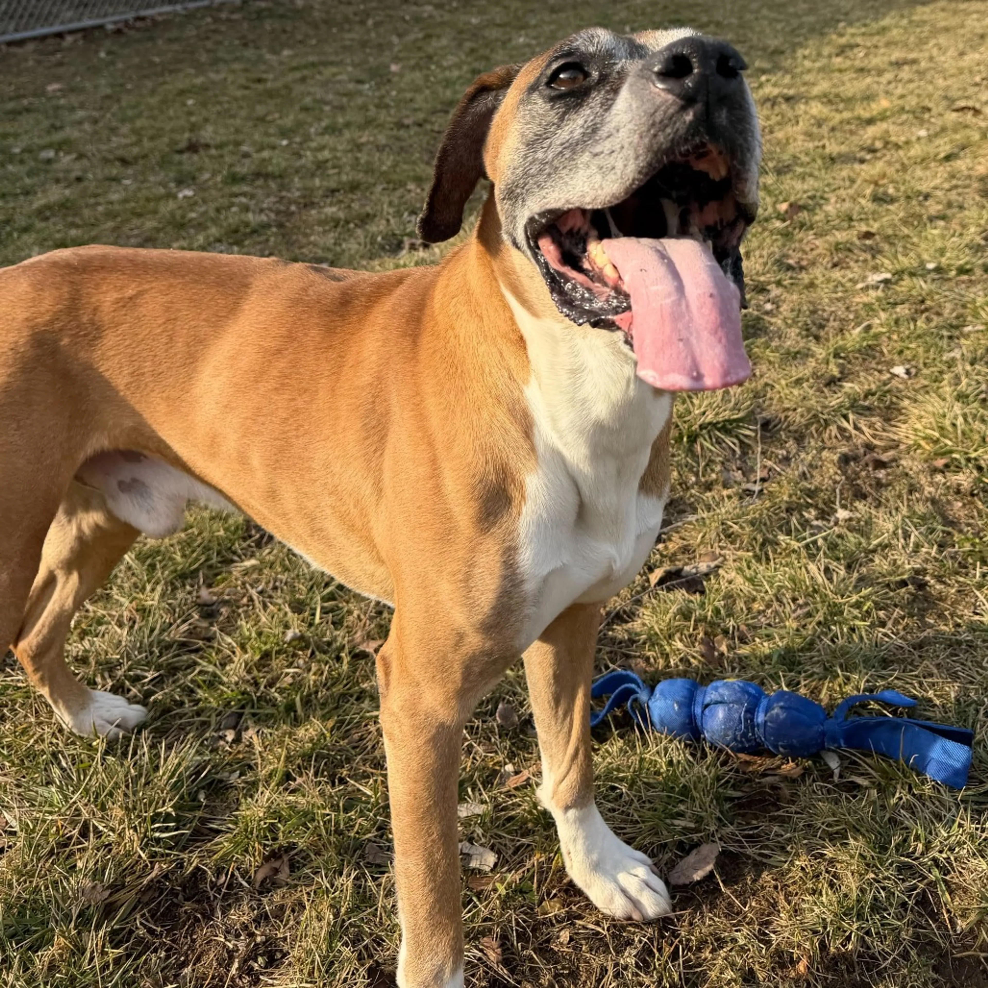 Found pet-7