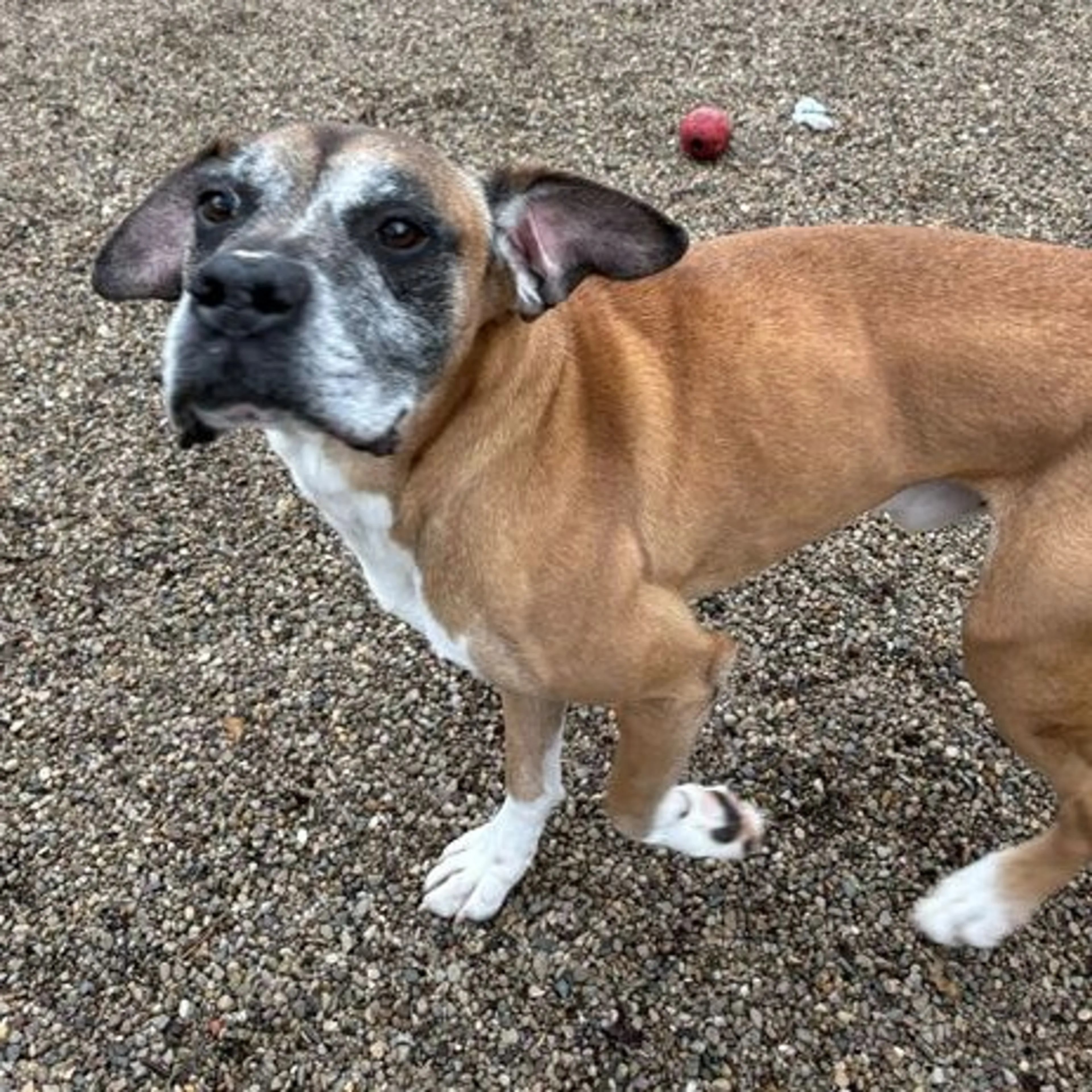 Found pet-14