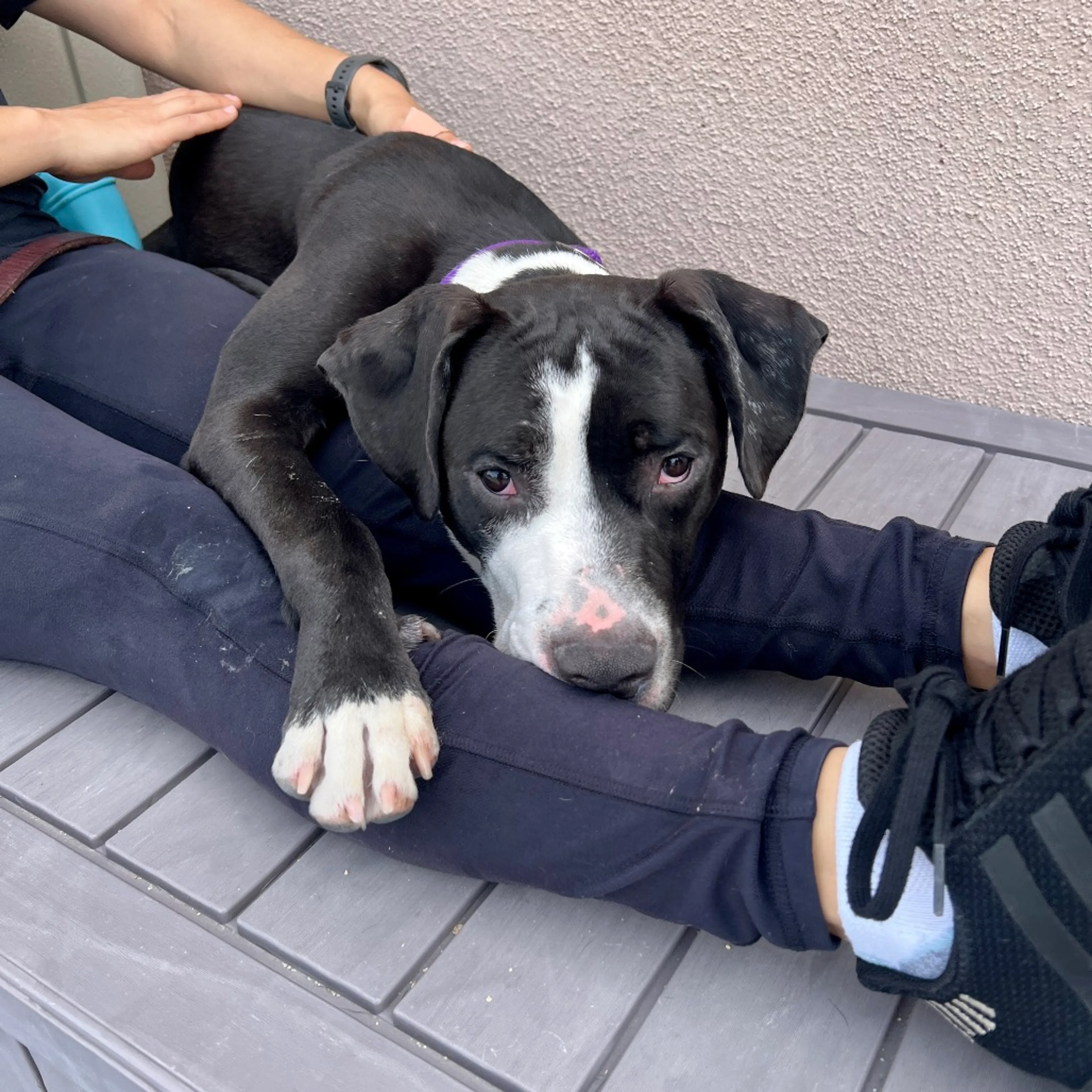 Found pet-2