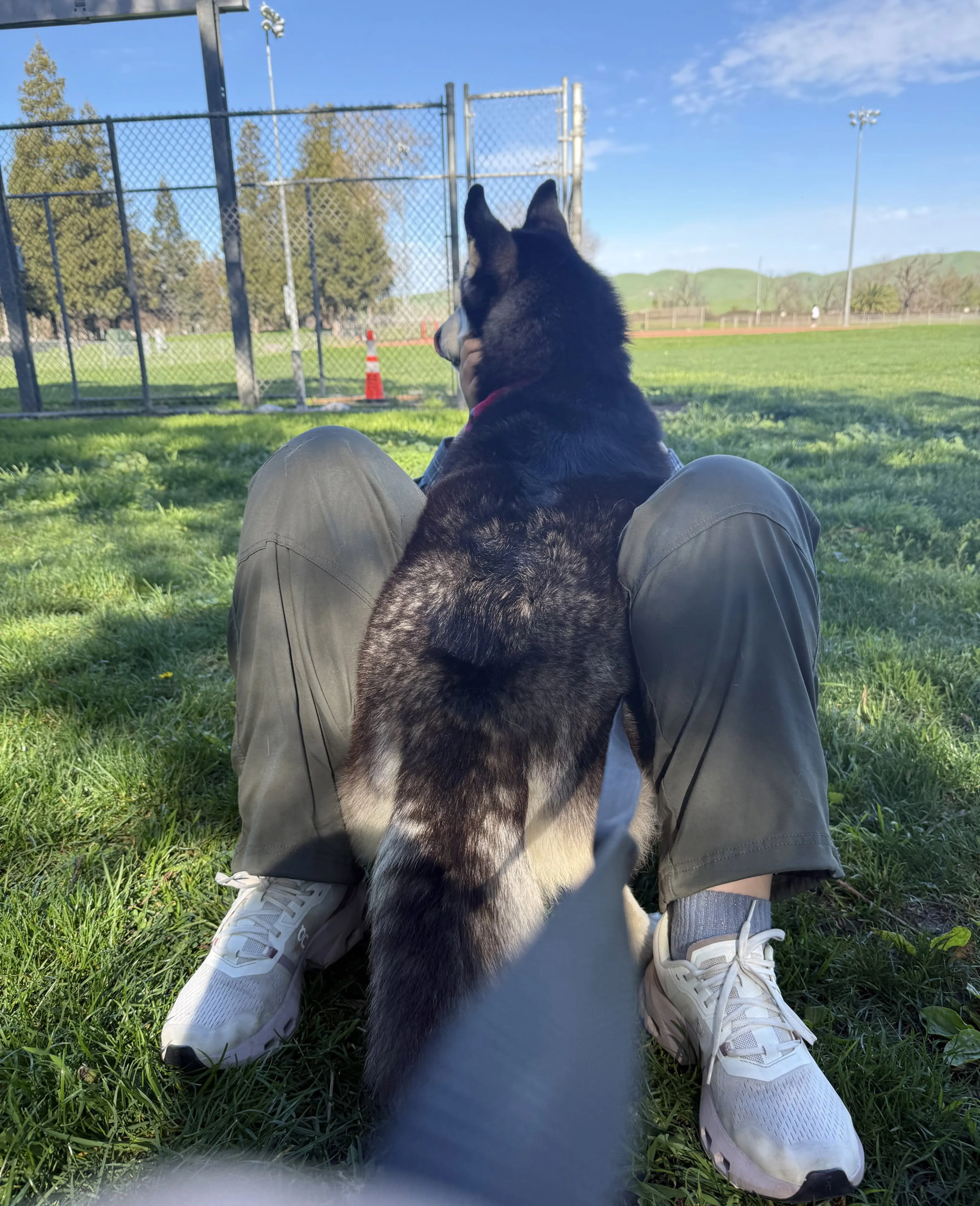 Found pet-3