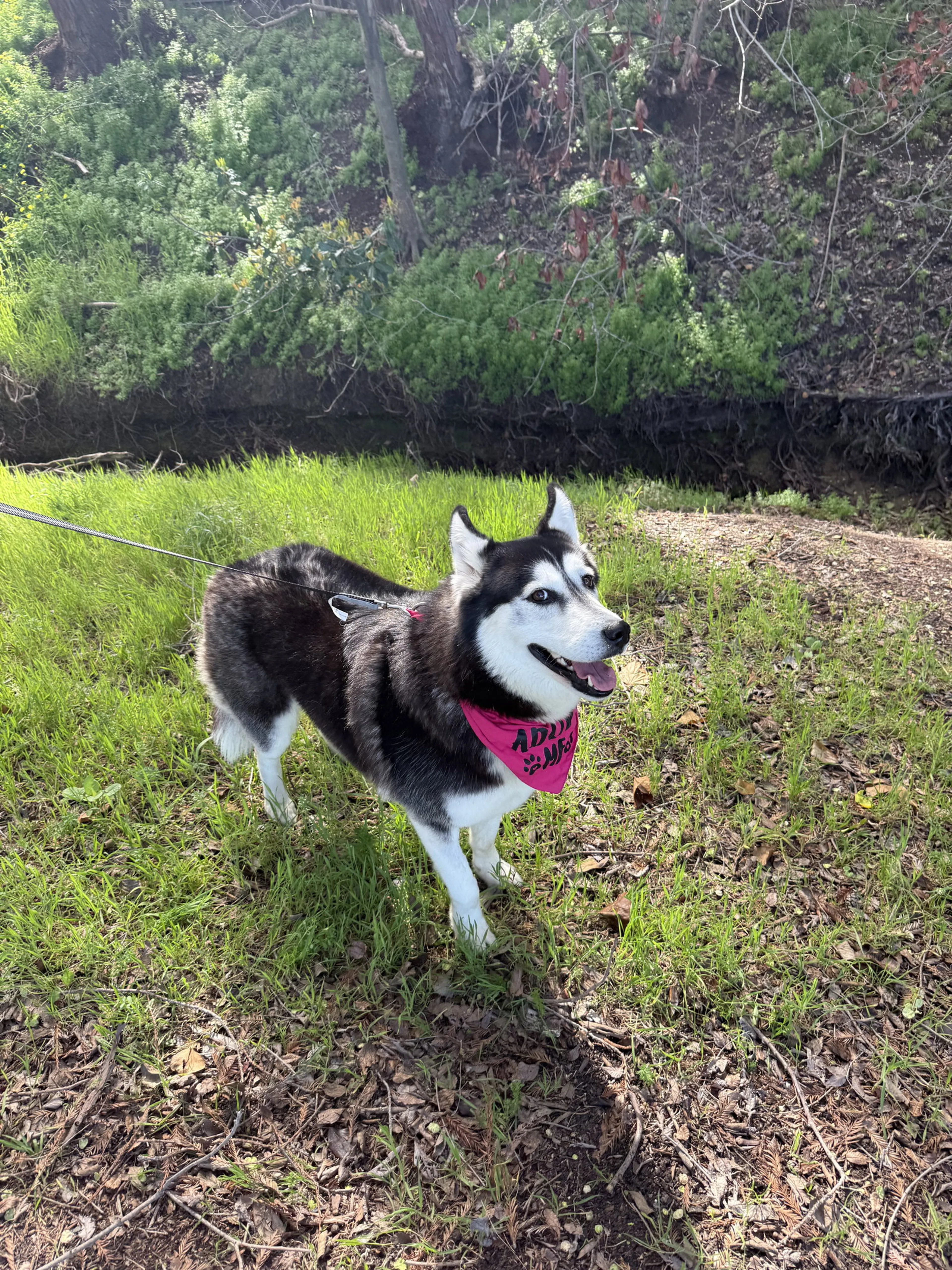 Found pet-9